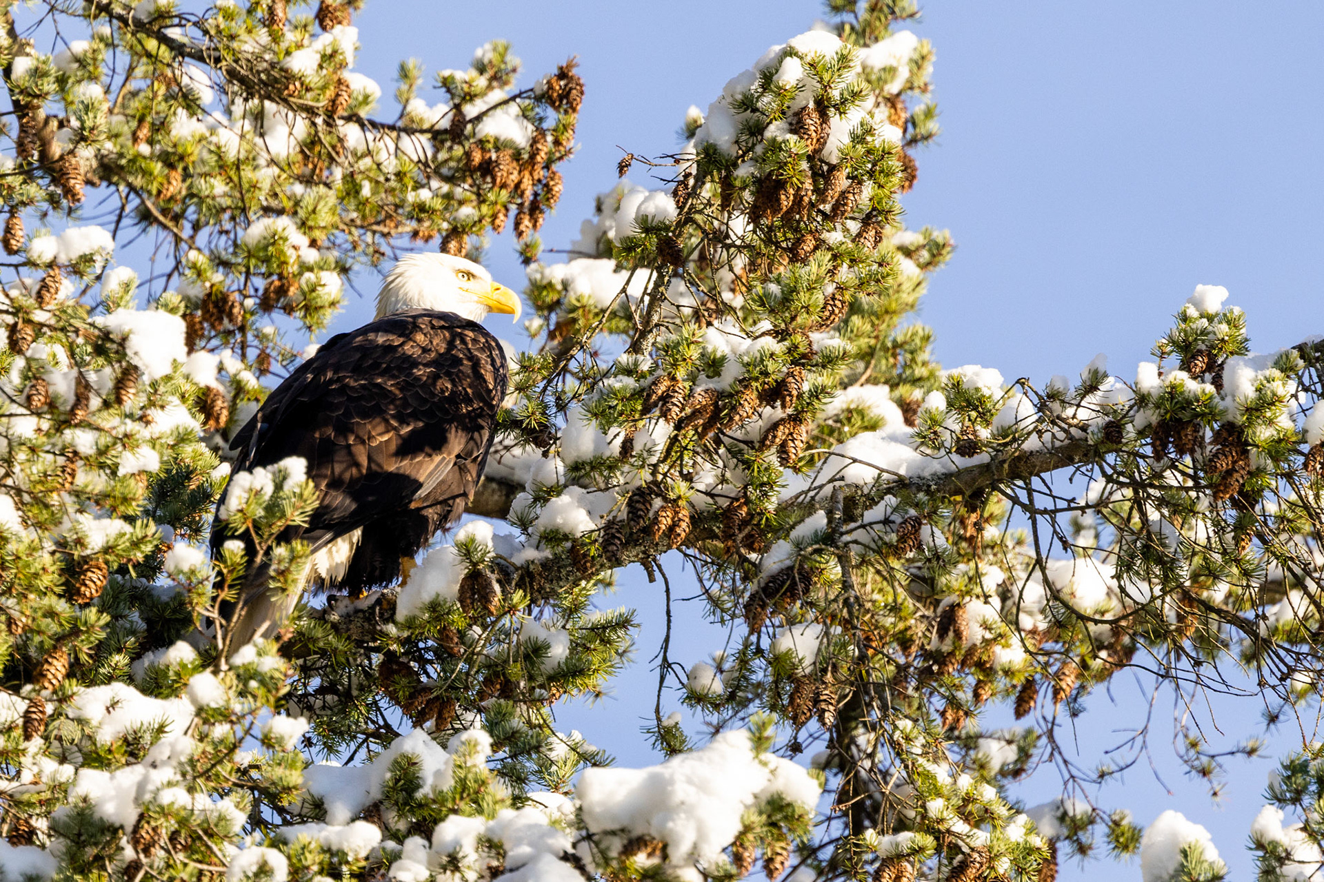 Adult Bald Eagle nestled in snowy branches in Stanley Park, Vancouver