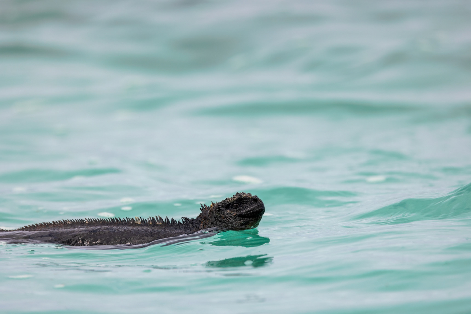 Marine Iguana