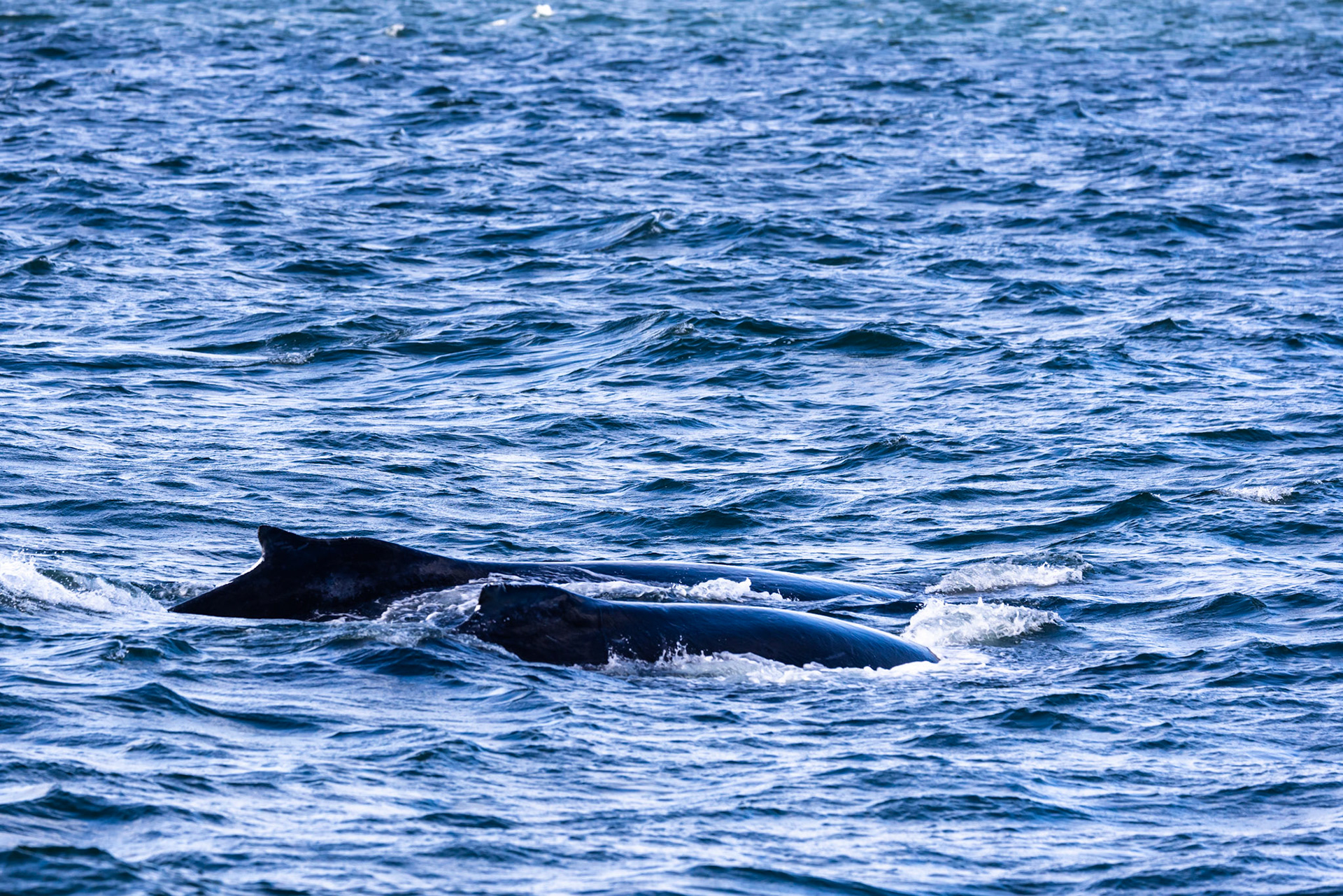 Humpback whale mother and calf taking a breath before diving