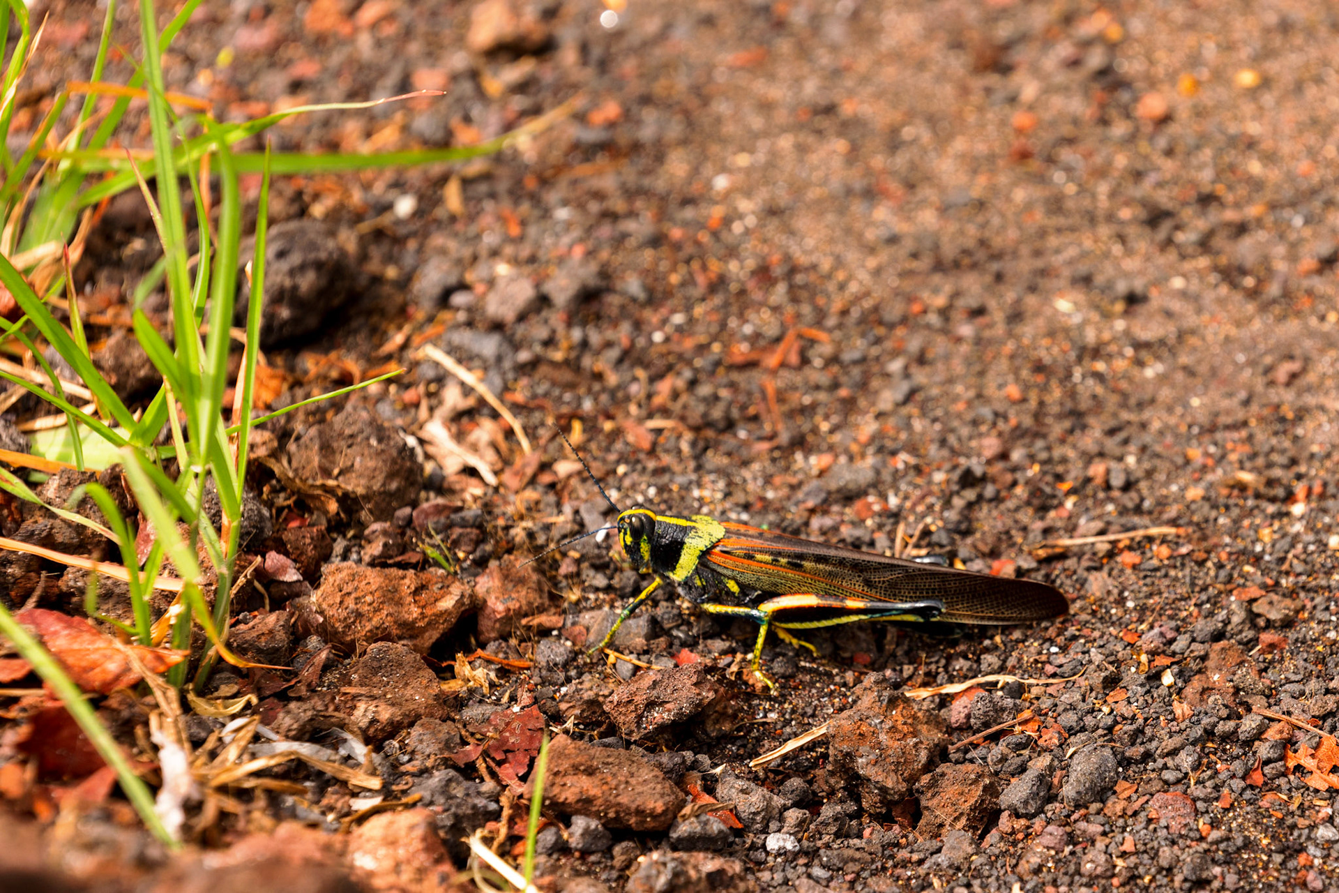 Large Painted Locust