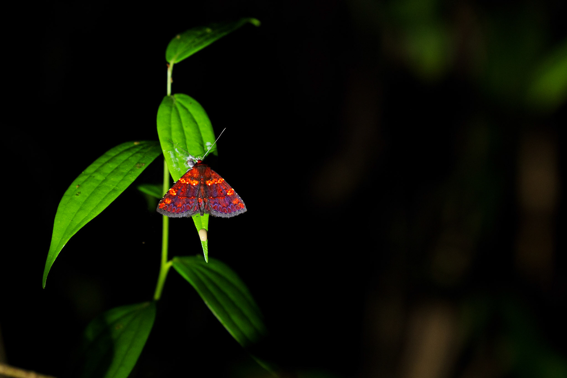 Tiger Moth