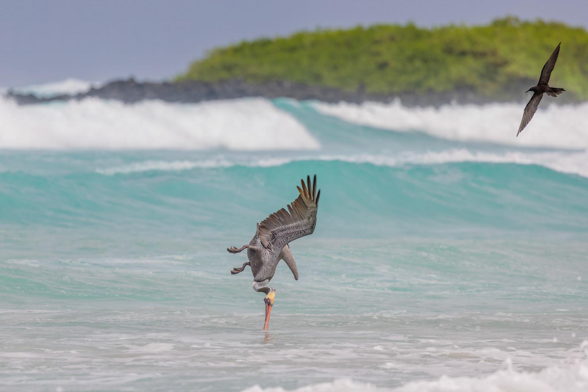 Brown Pelican