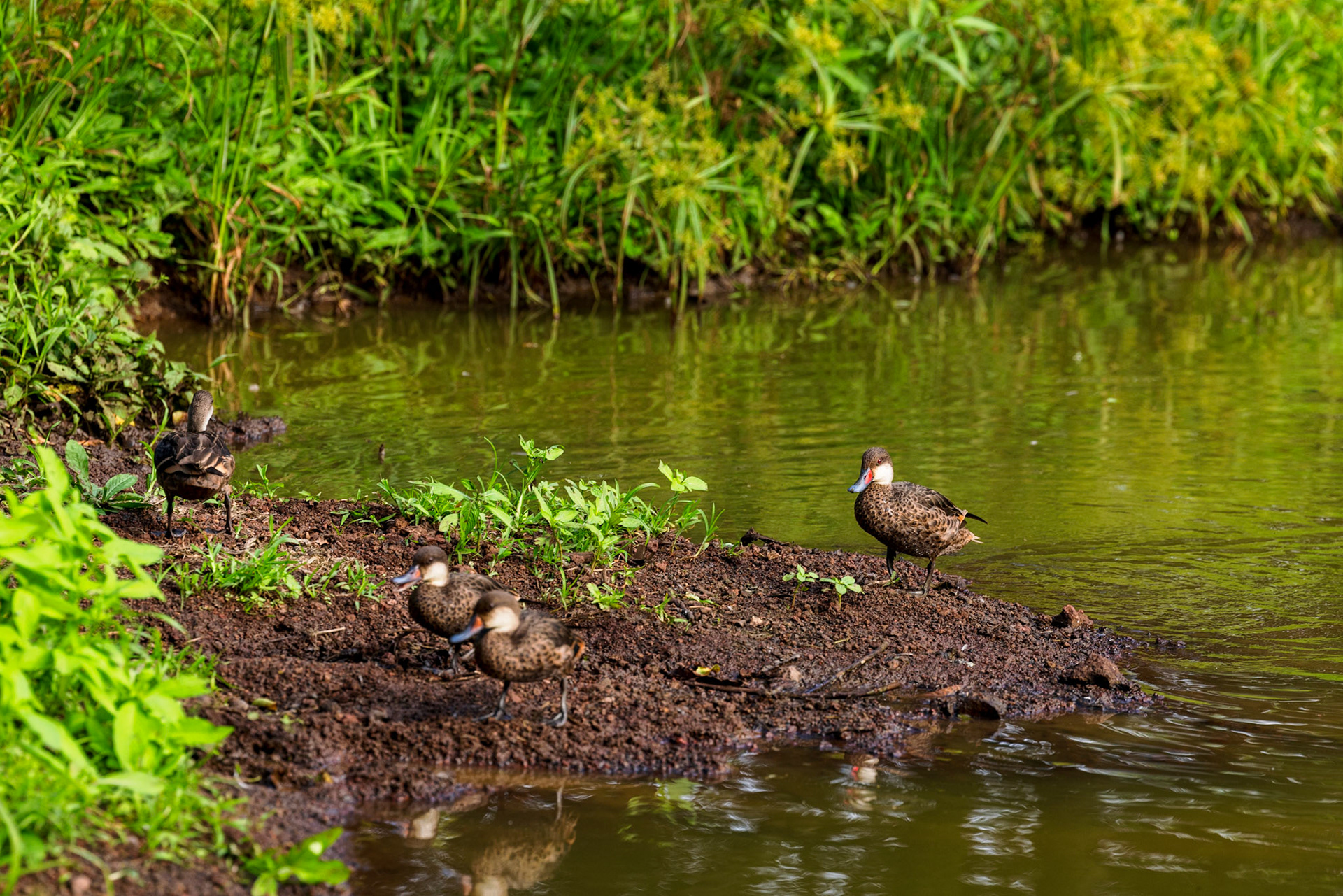 White-cheeked Pintail