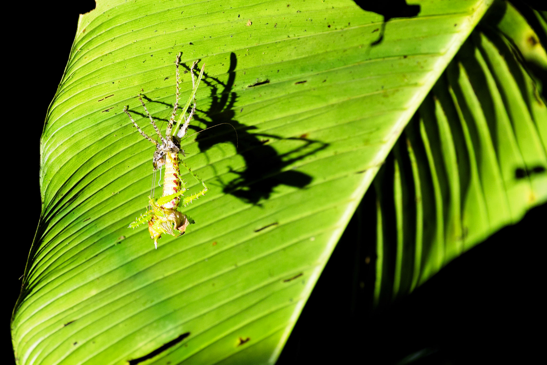 Spiny devil cricket