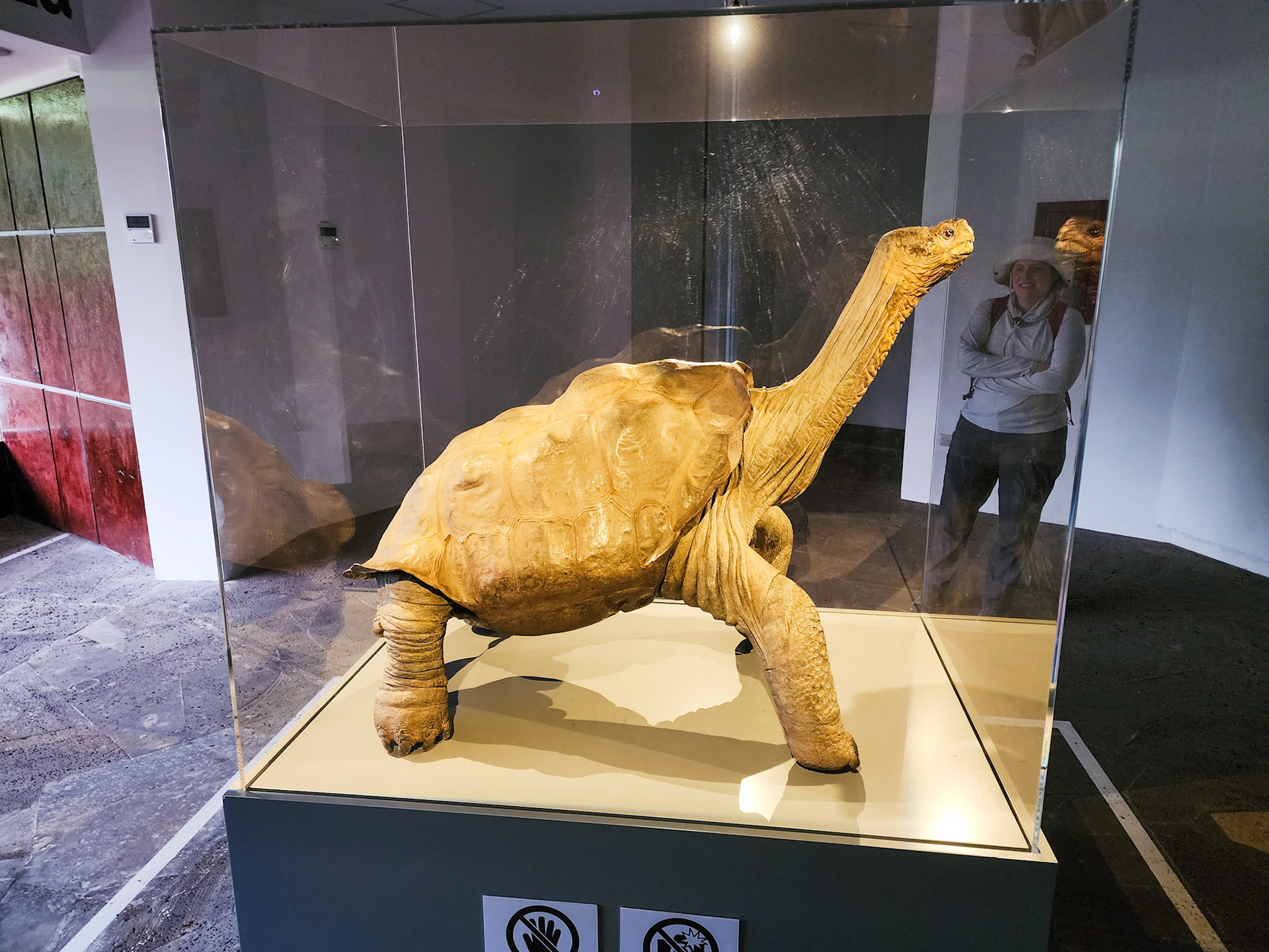 Lonesome George, preserved....
