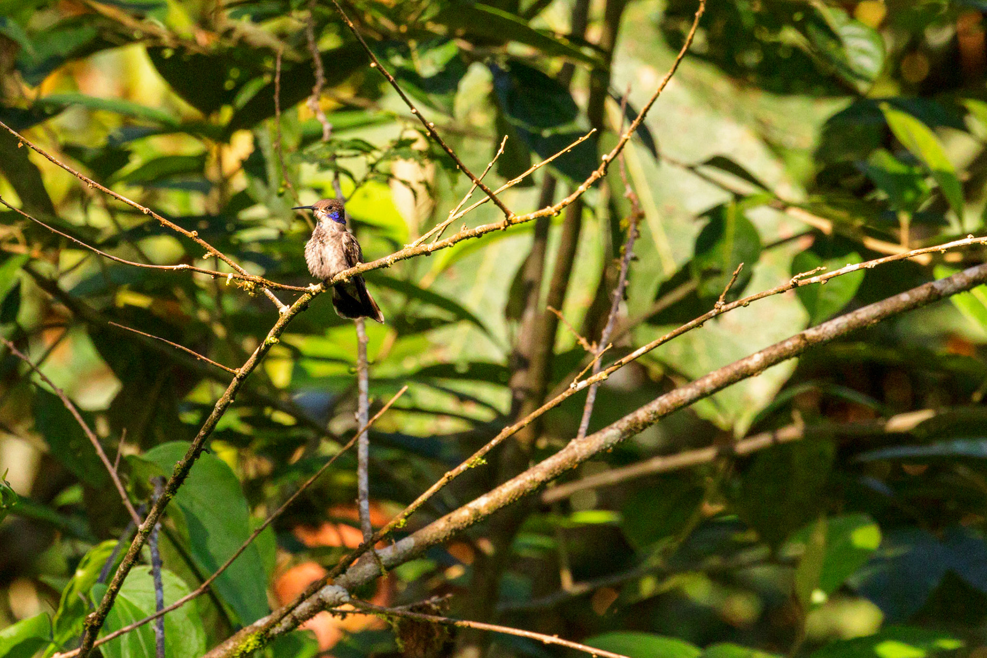 Brown Violetear