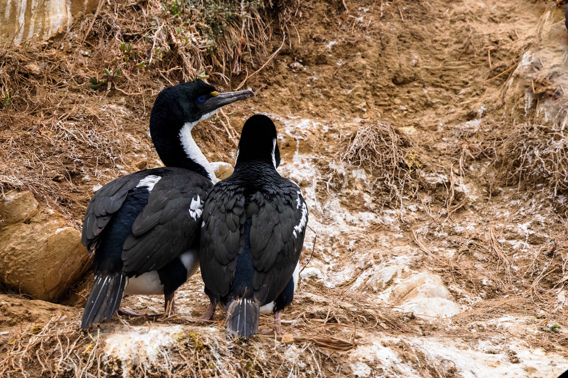 New Zealand King Shag