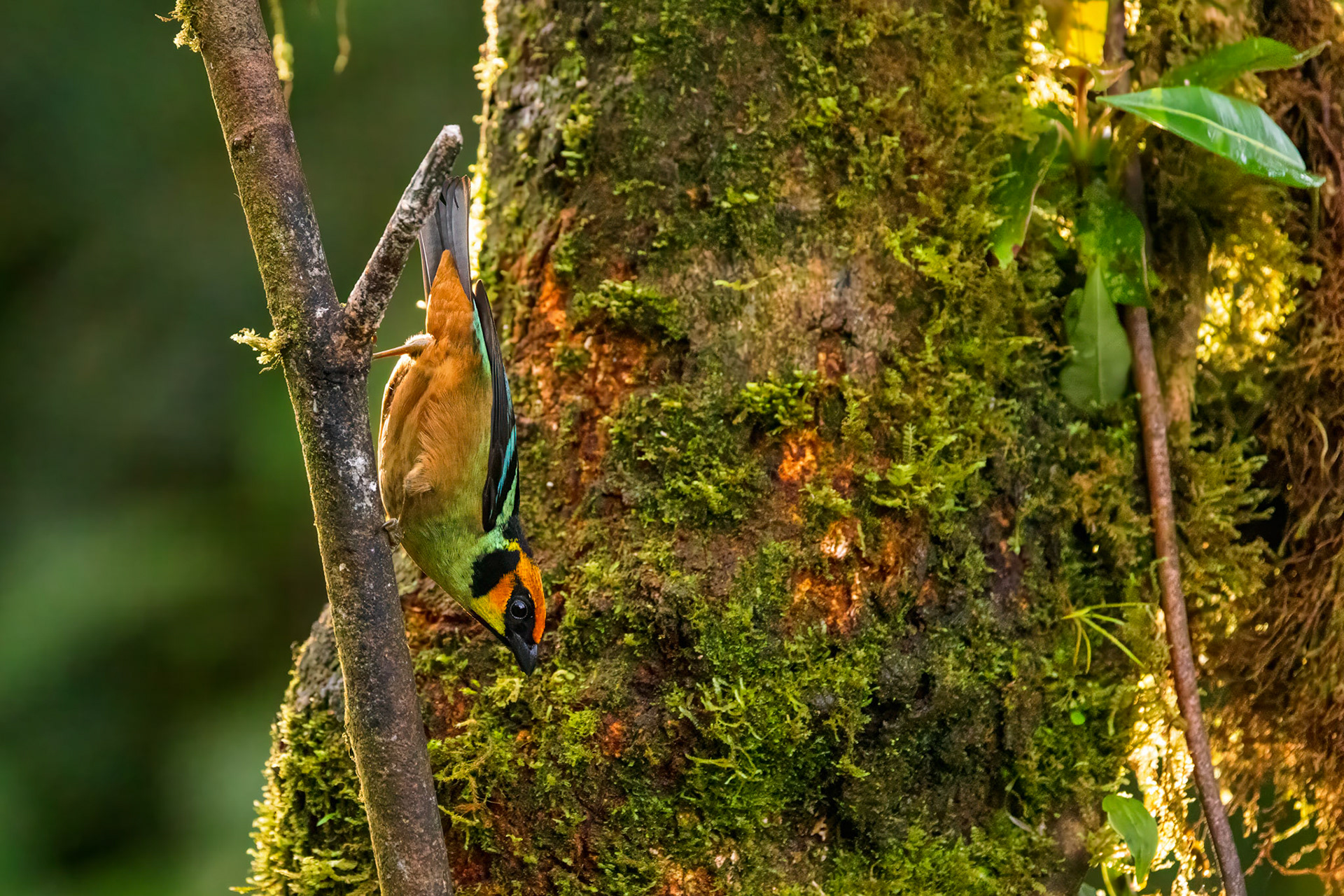 Flame-faced Tanager