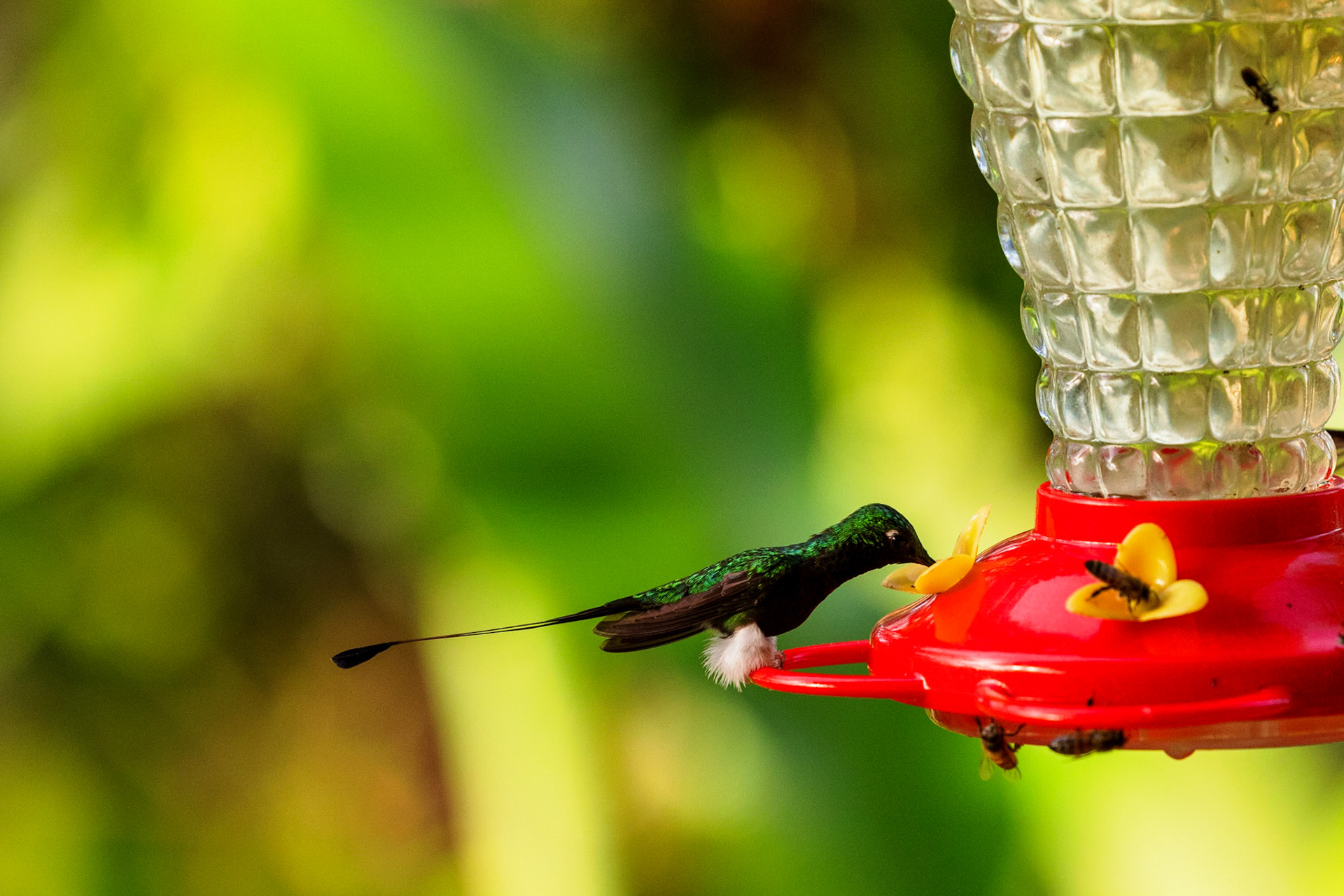 White-booted Racket-tail