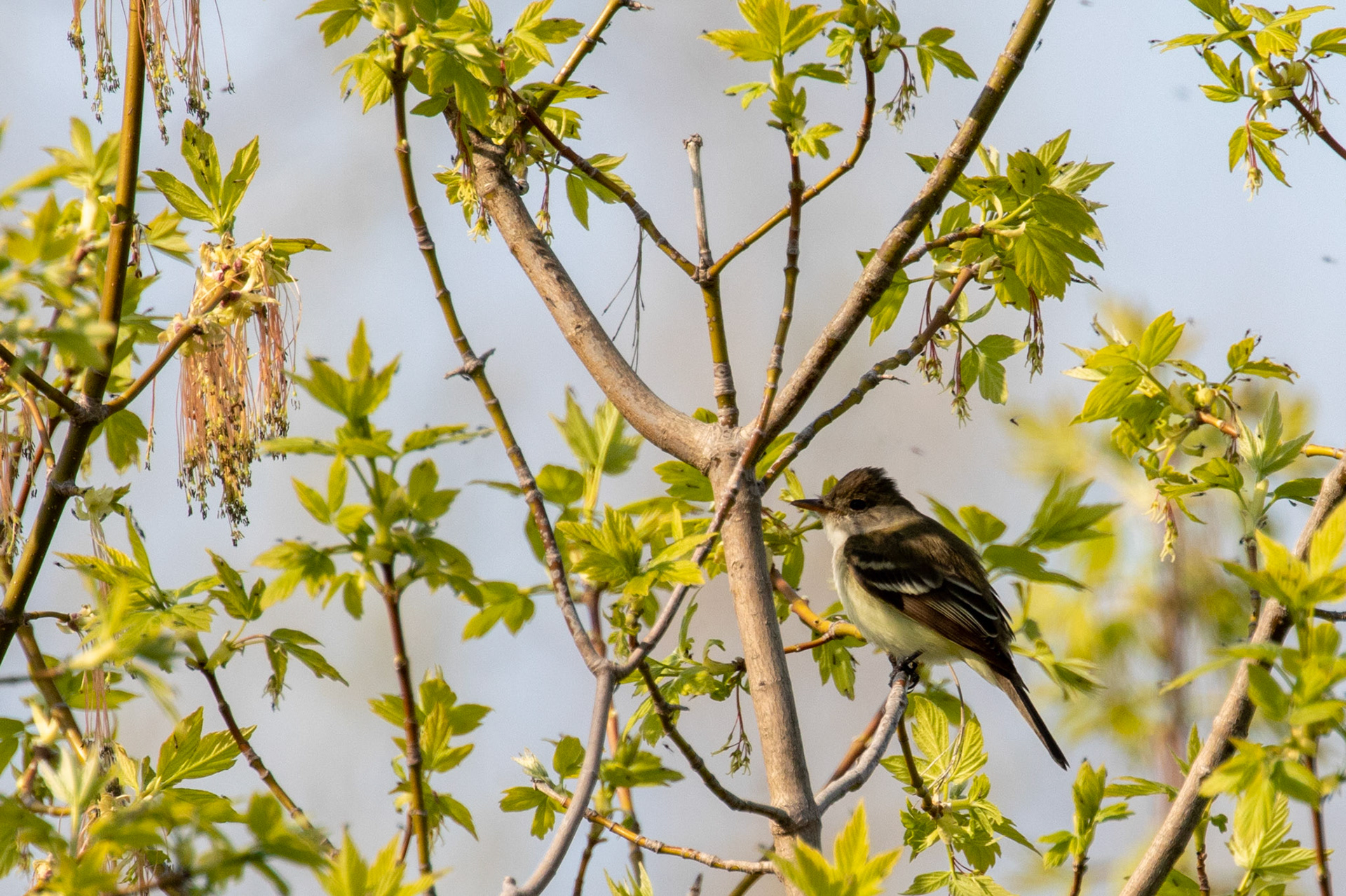 Willow Flycatcher