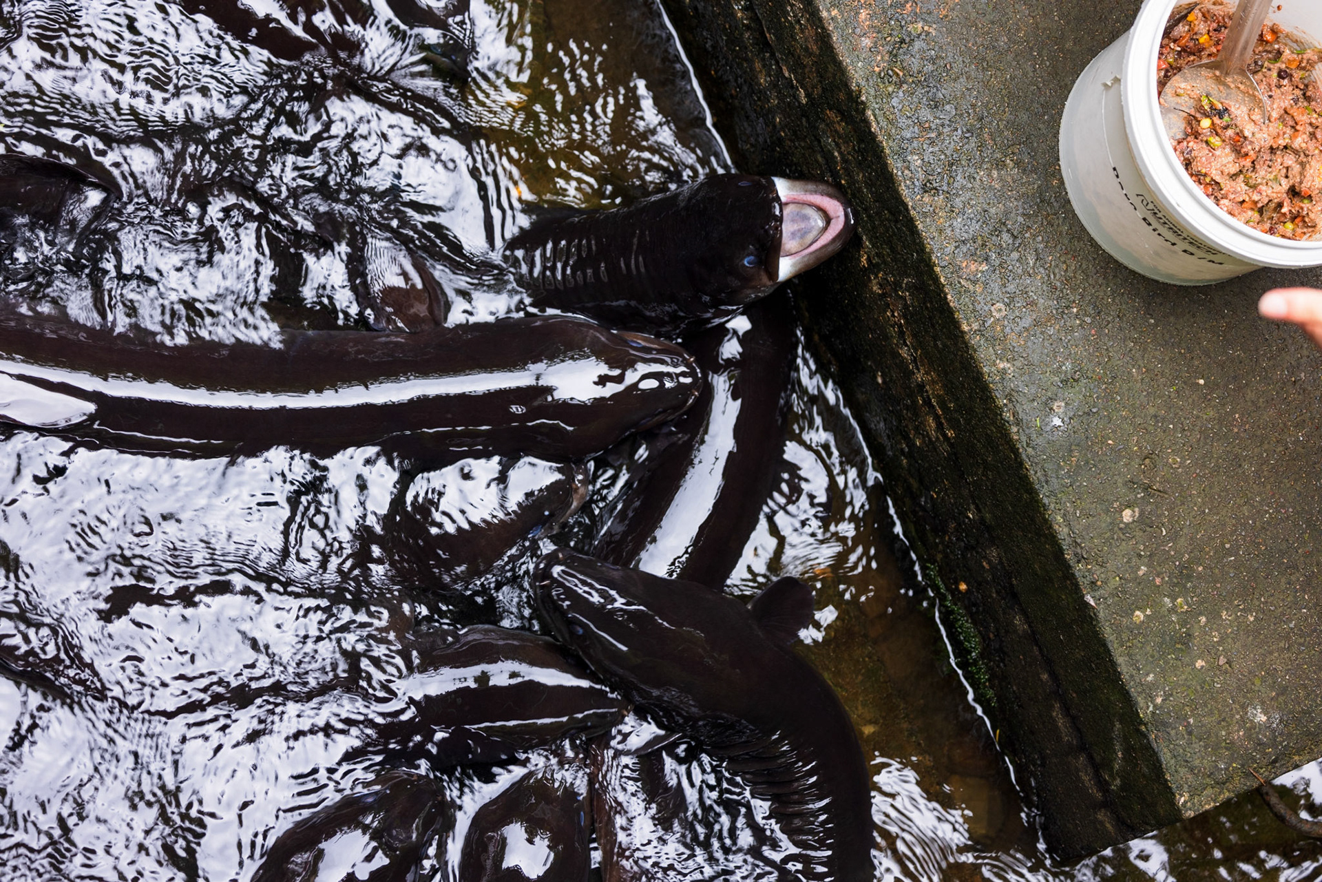 Longfin Eels