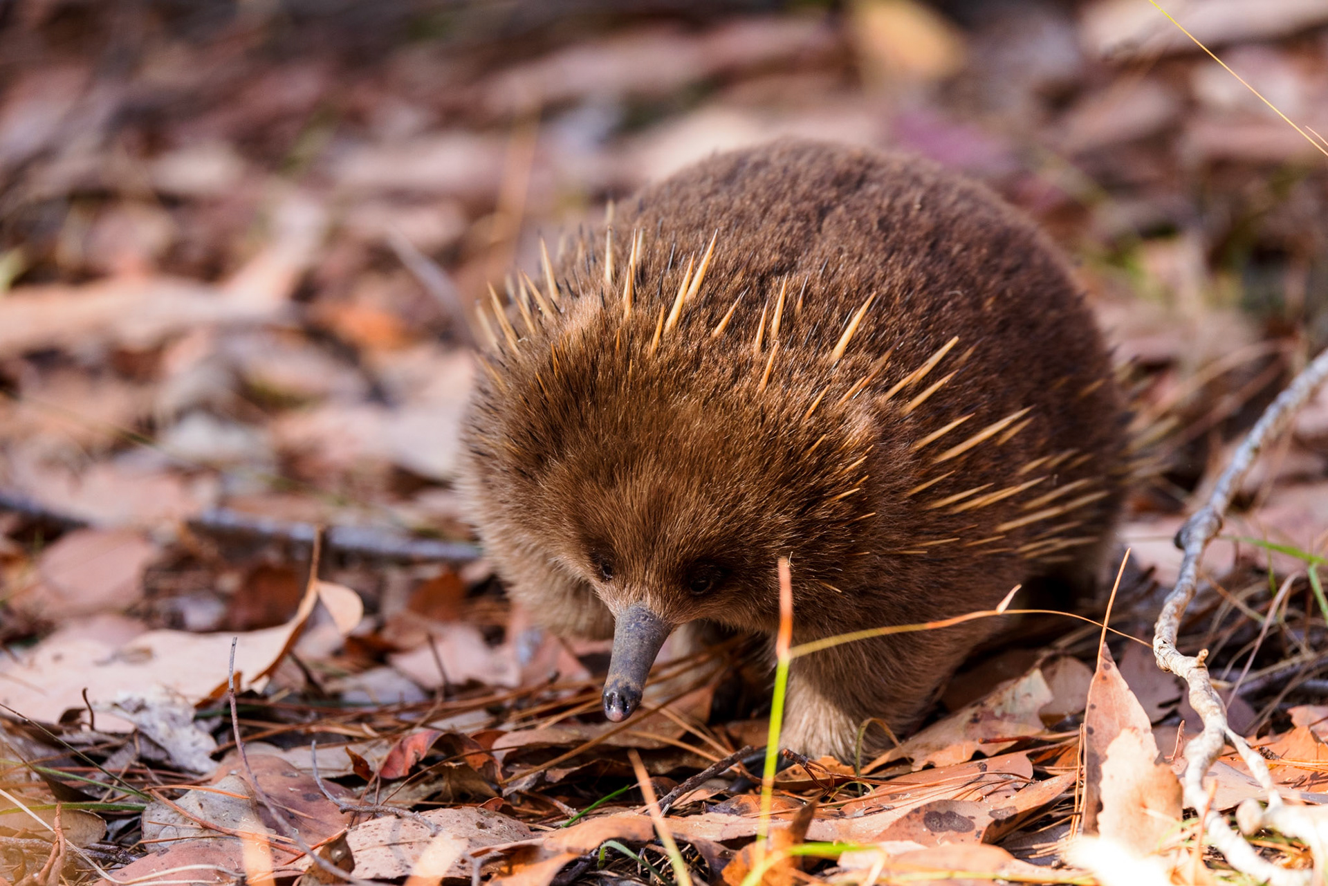 Short-beaked Echidna