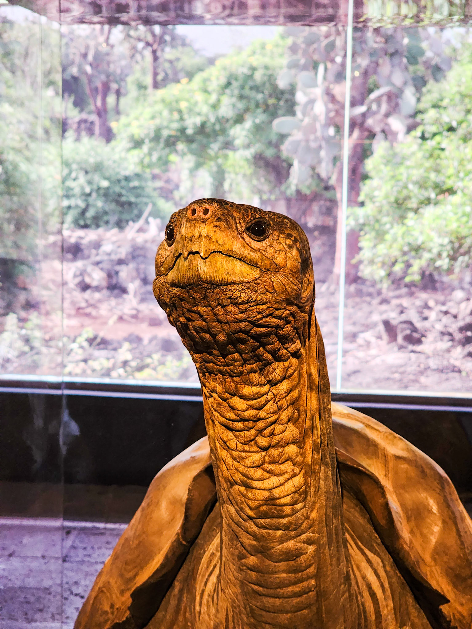 Lonesome George, preserved....
