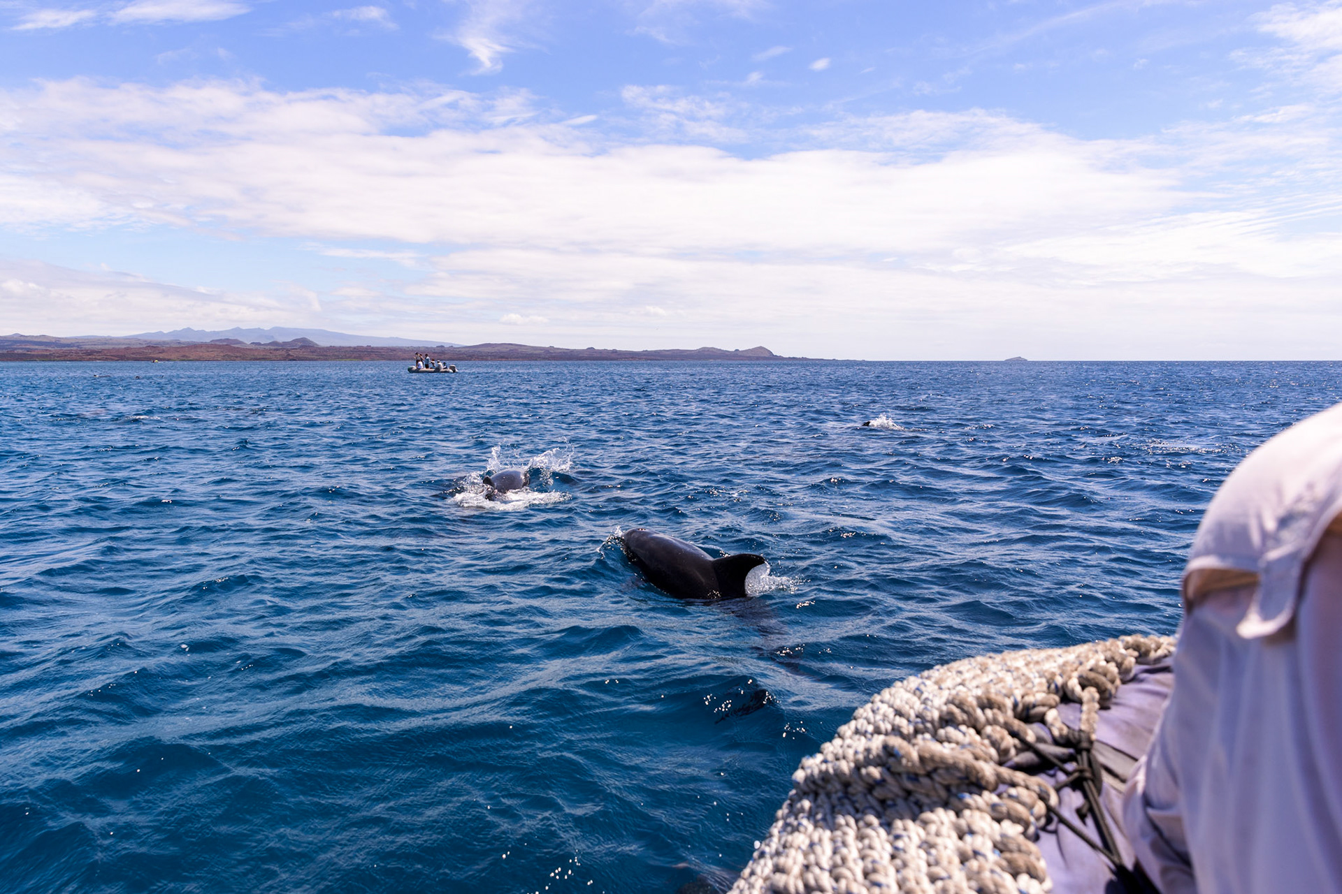Bottlenosed Dolphins