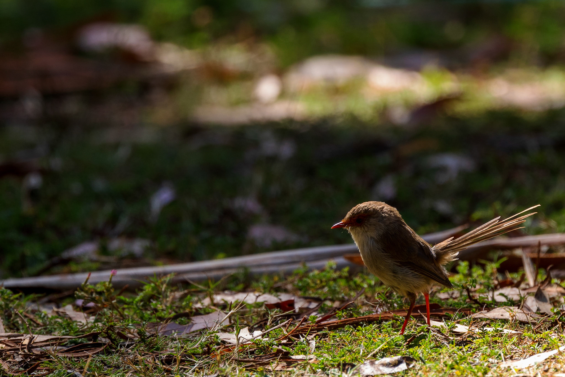 Superb Fairywren (F)