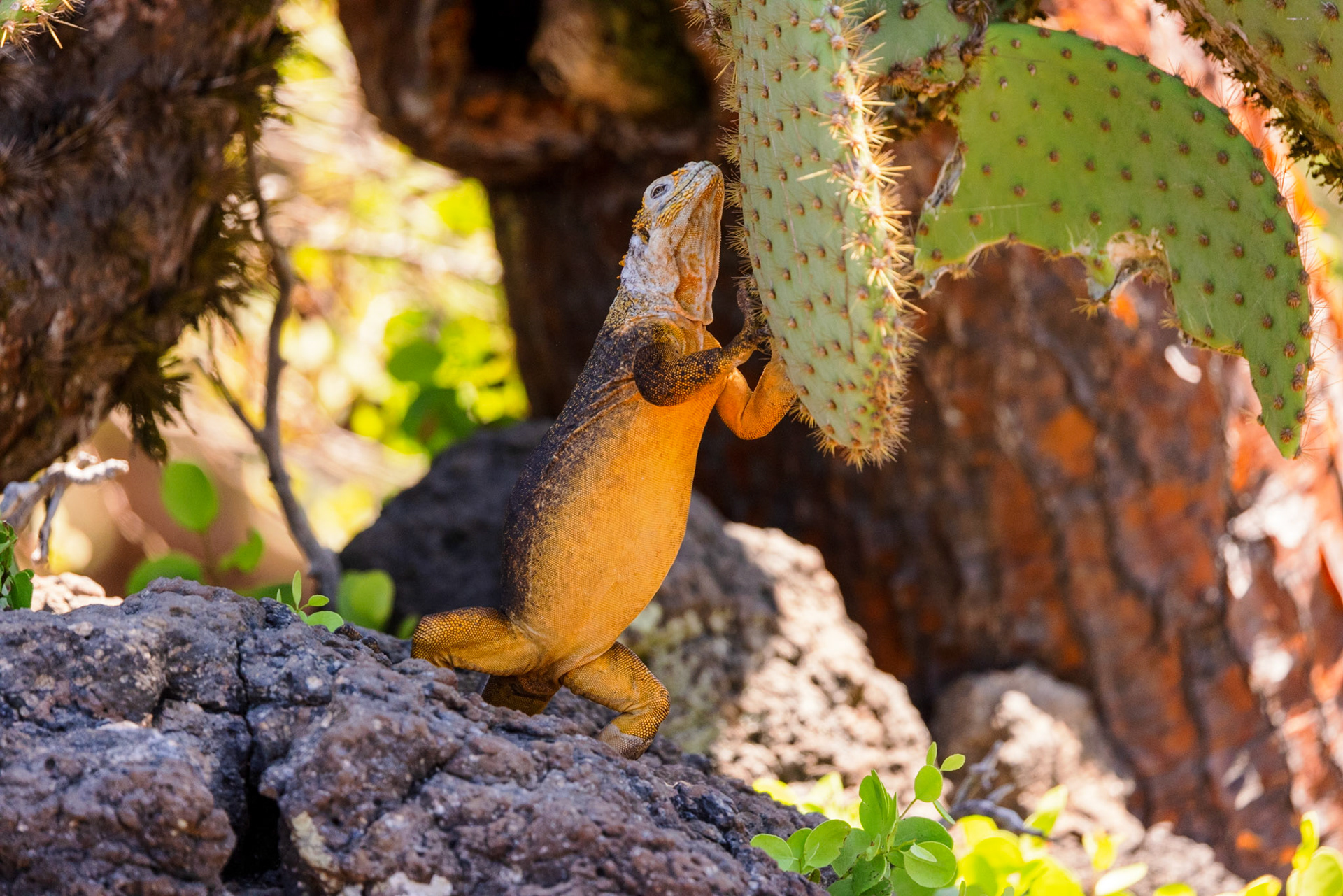 Land Iguana