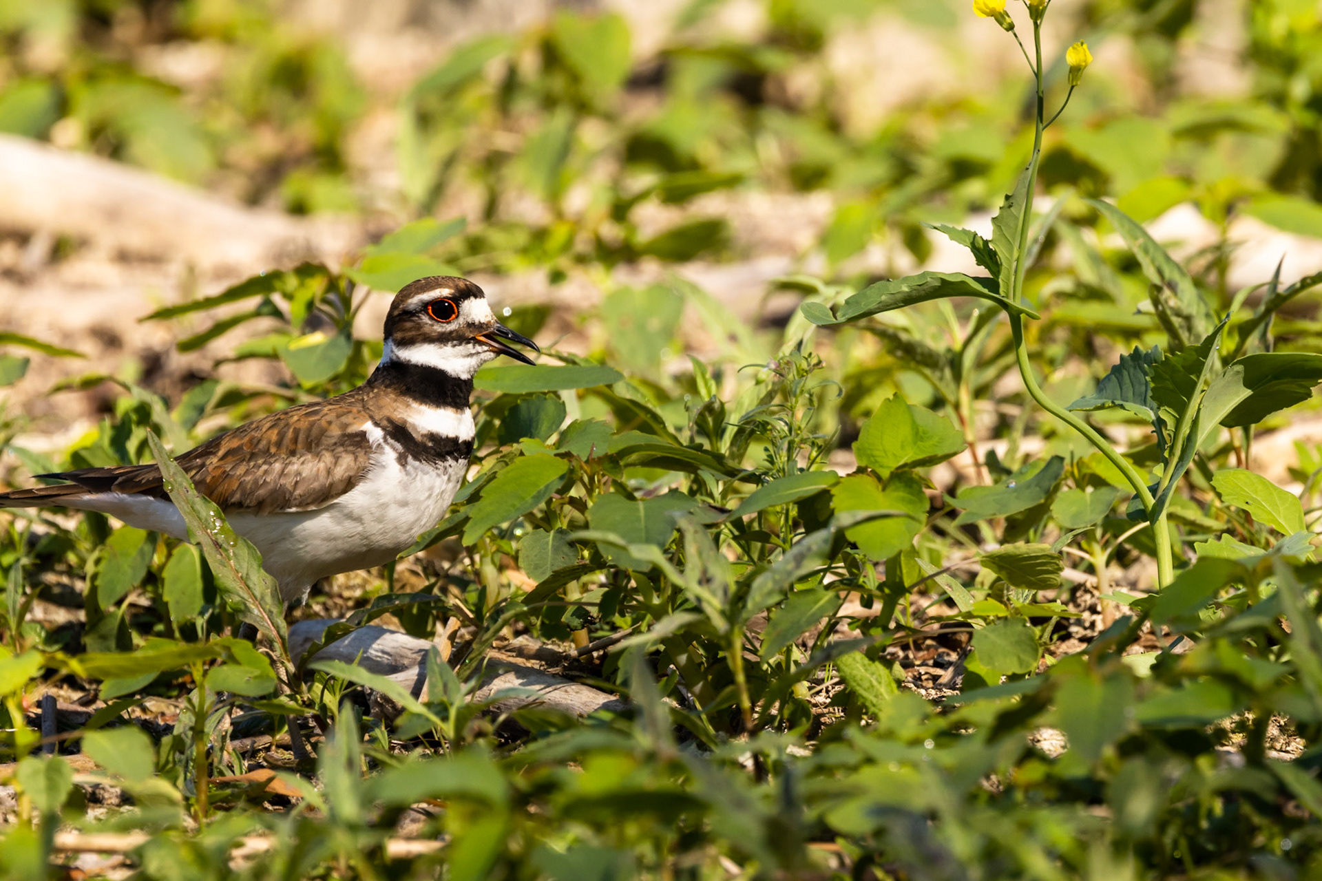 Killdeer in the shoreline brush by Lake Ontario in Kingston, ON