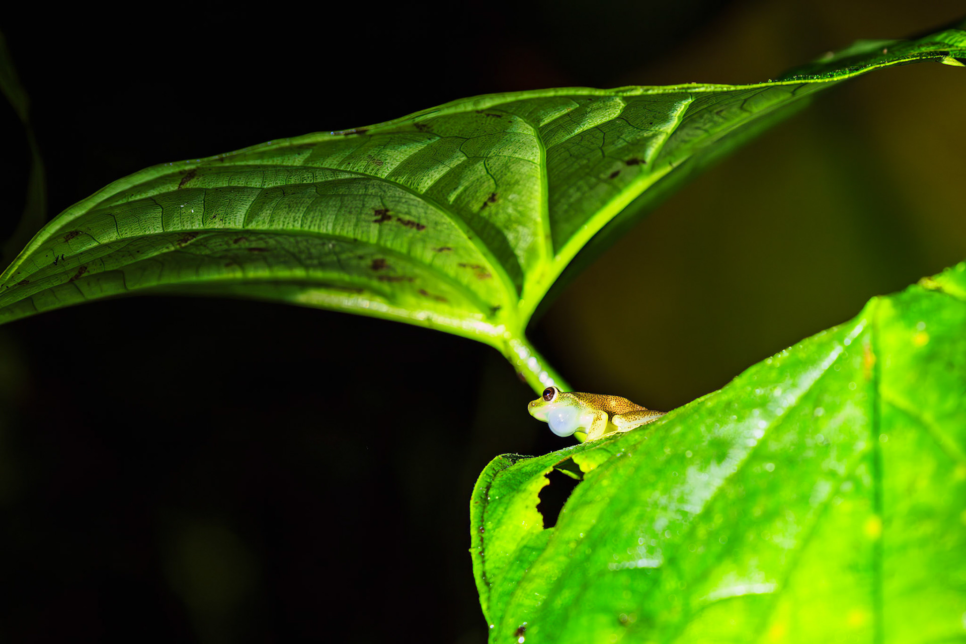Mashpi Torrenteer Frog