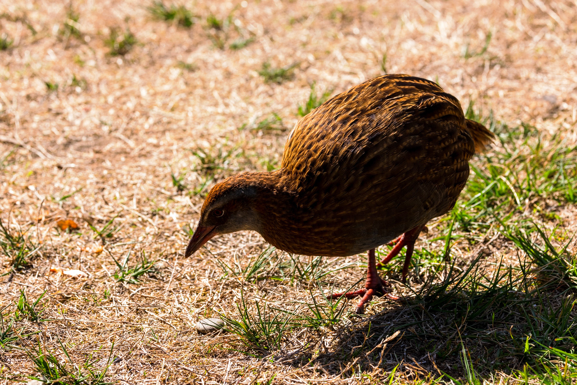 Weka
