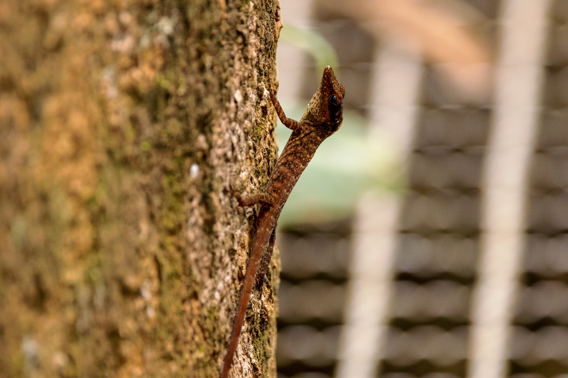 Anole Lizard