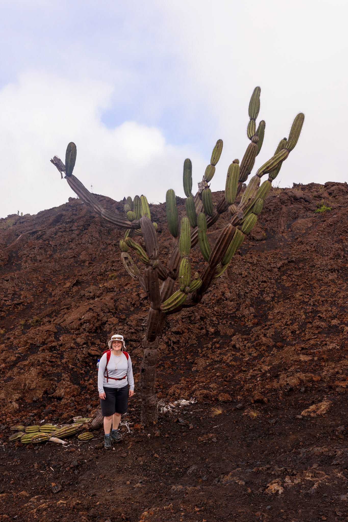 Candelabra Cactus