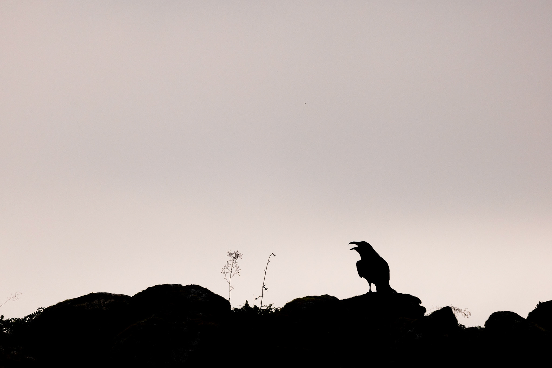Ravens often greeted us in the mornings at the harbour