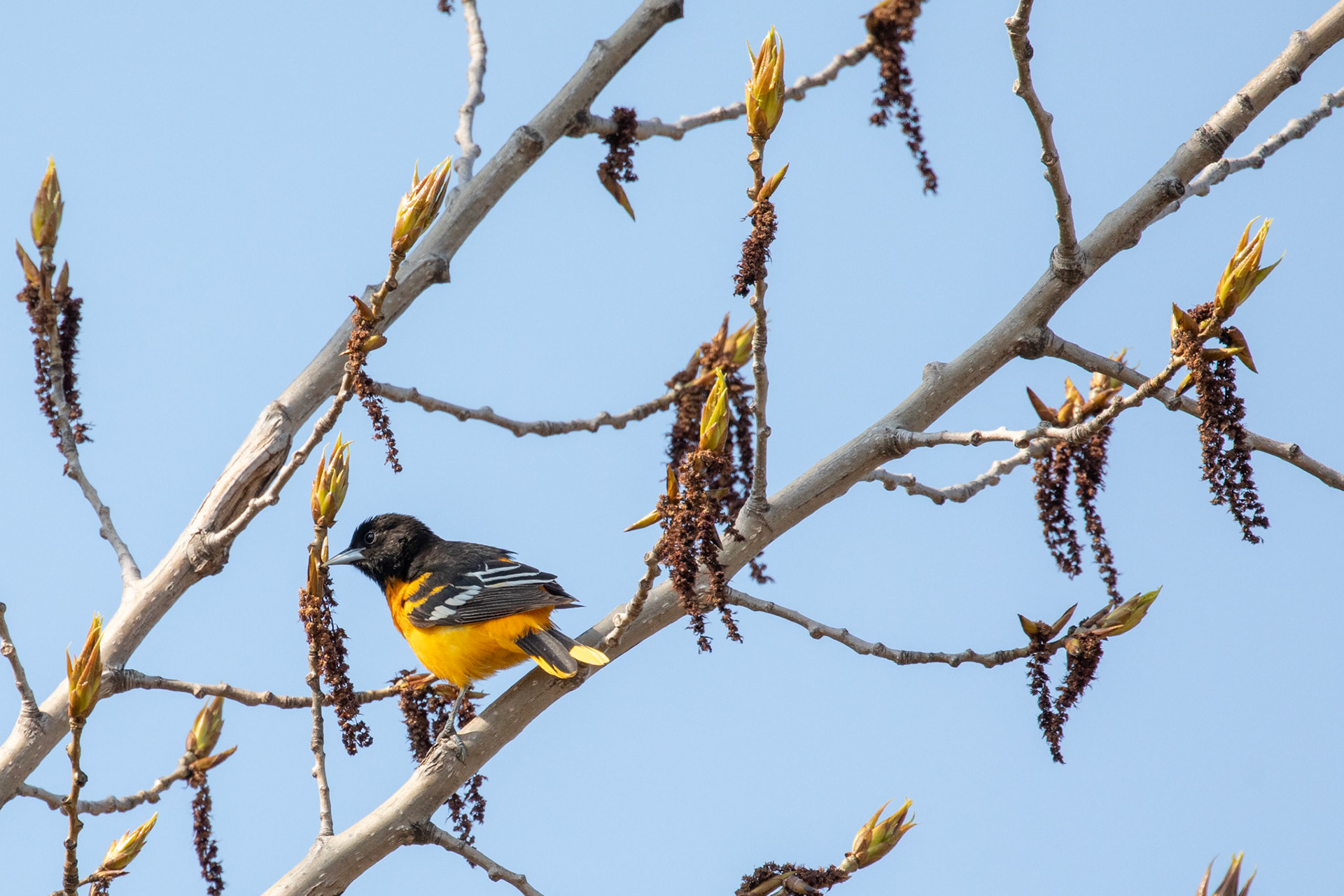 Baltimore Oriole (M)