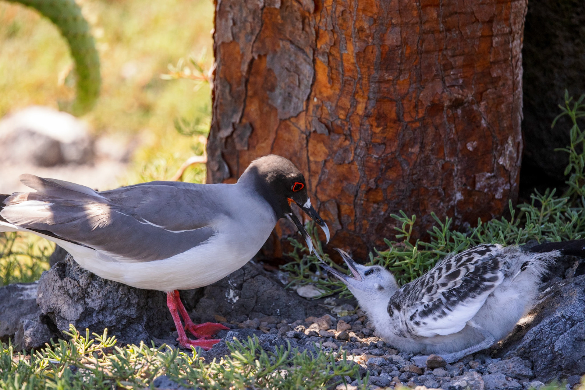 Swallow-tailed Gull feeding a juvenile