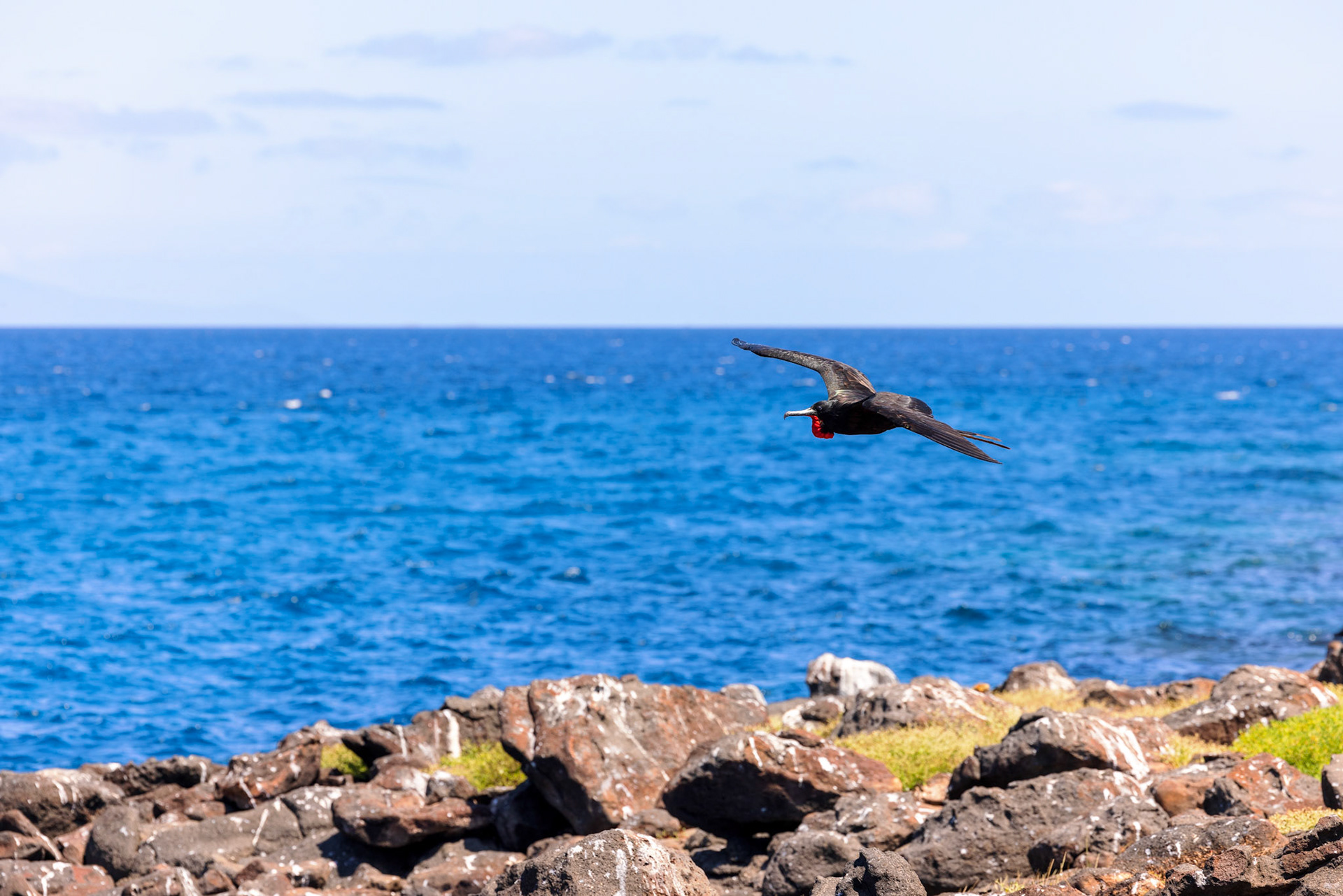 Frigatebird in flight