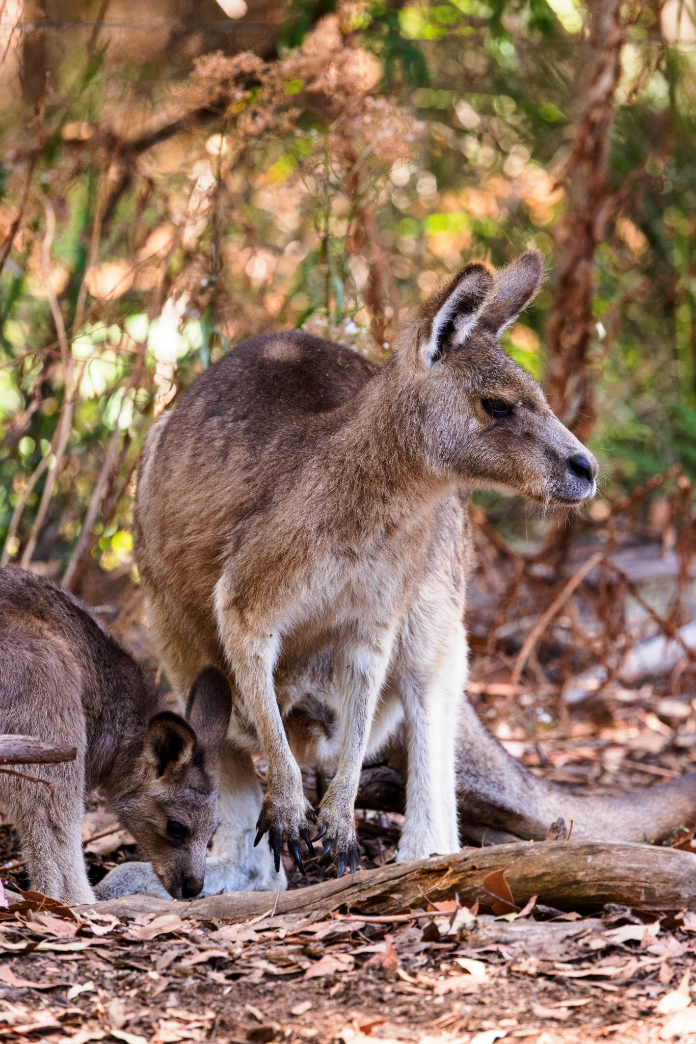 Kangaroo