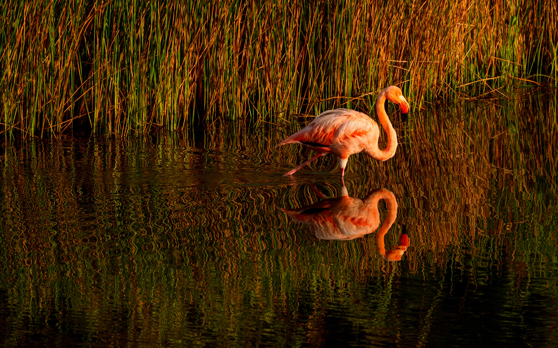 Flamingo