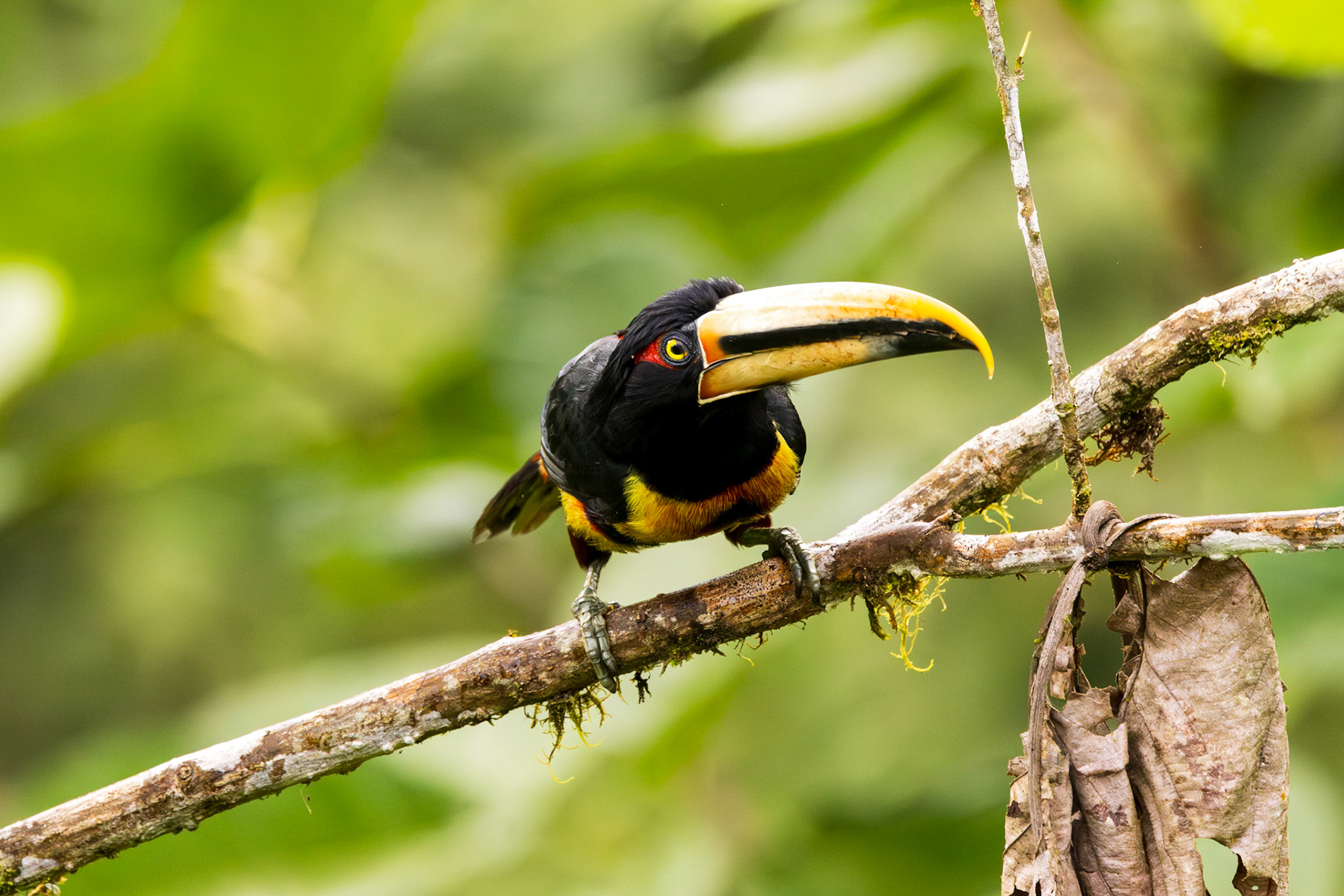 Pale-mandibled Collared Aracari