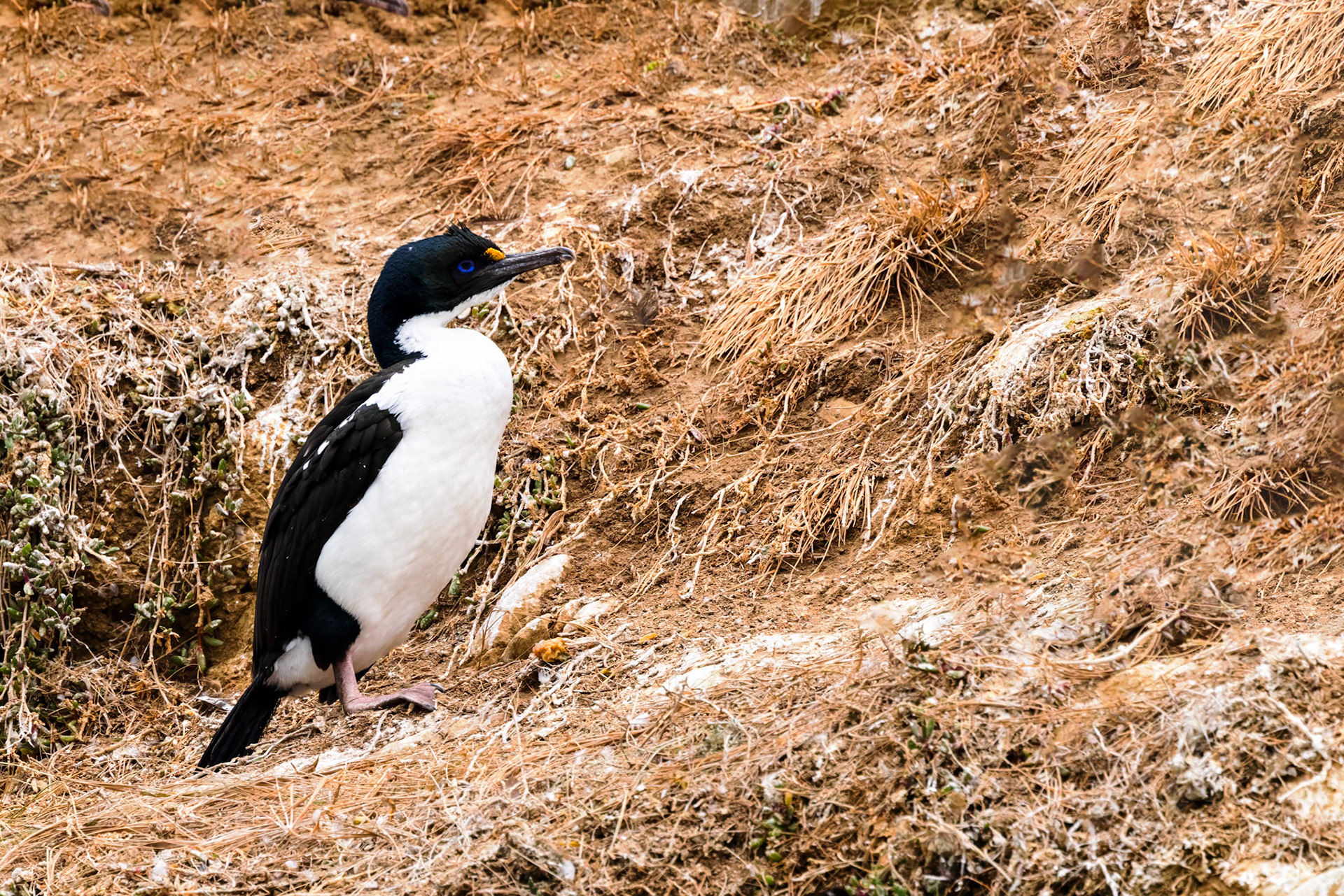 New Zealand King Shag