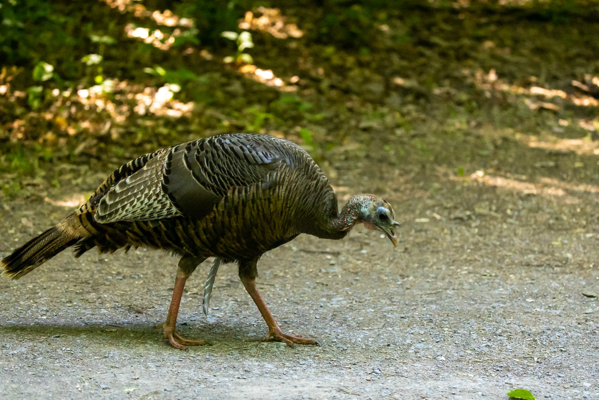 Wild Turkey in Kingston, ON