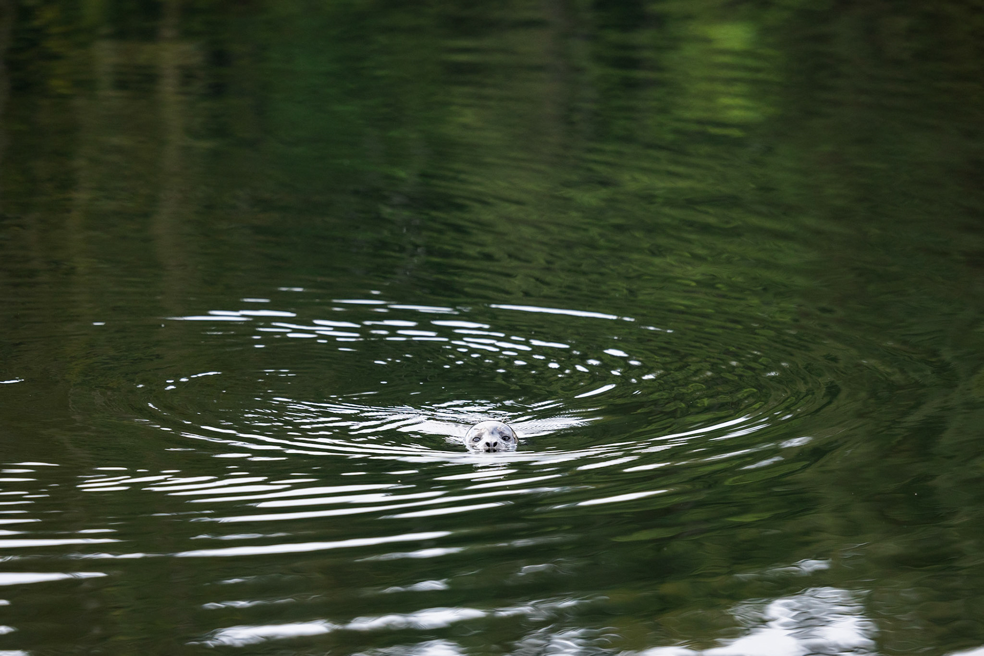 This seal popped up to stare at me while I waited for the morning boat to the rainforest