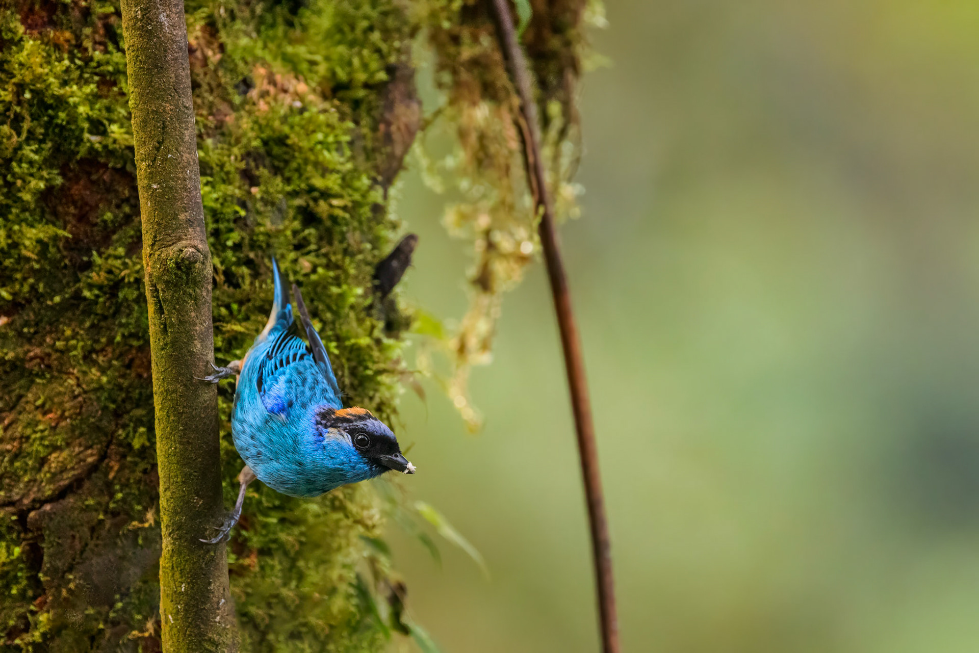 Golden-naped Tanager