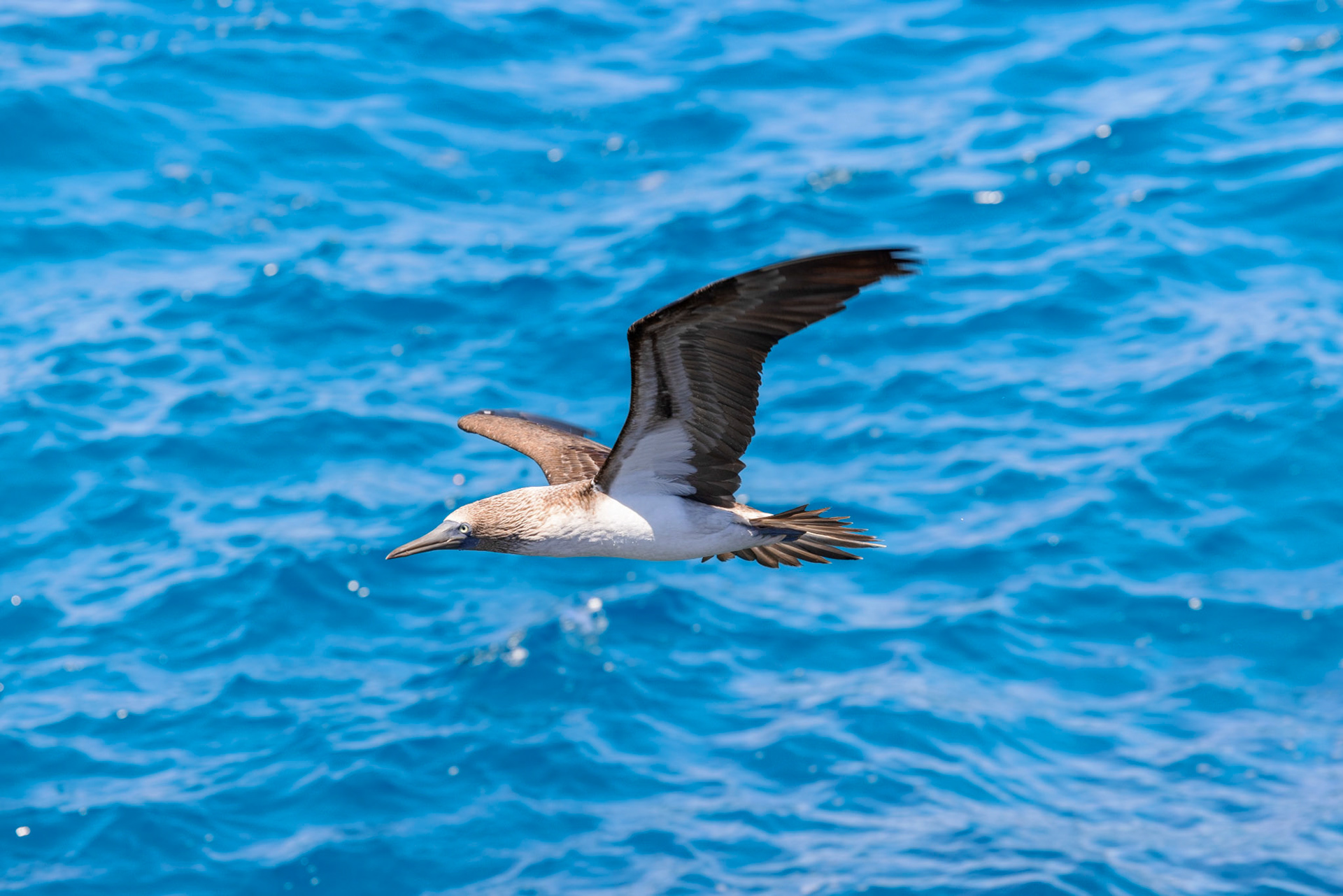 Blue-footed Booby