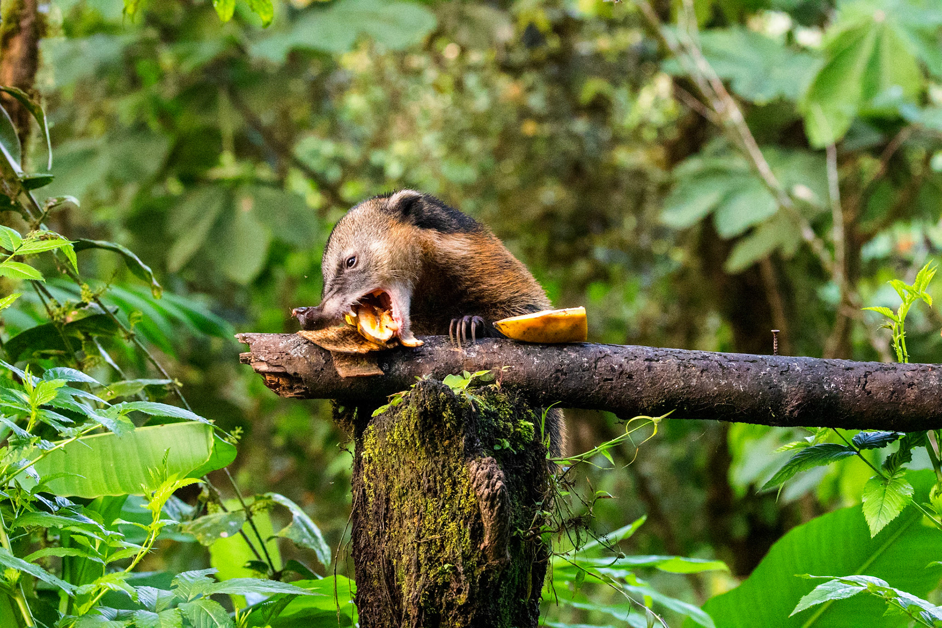 Coati