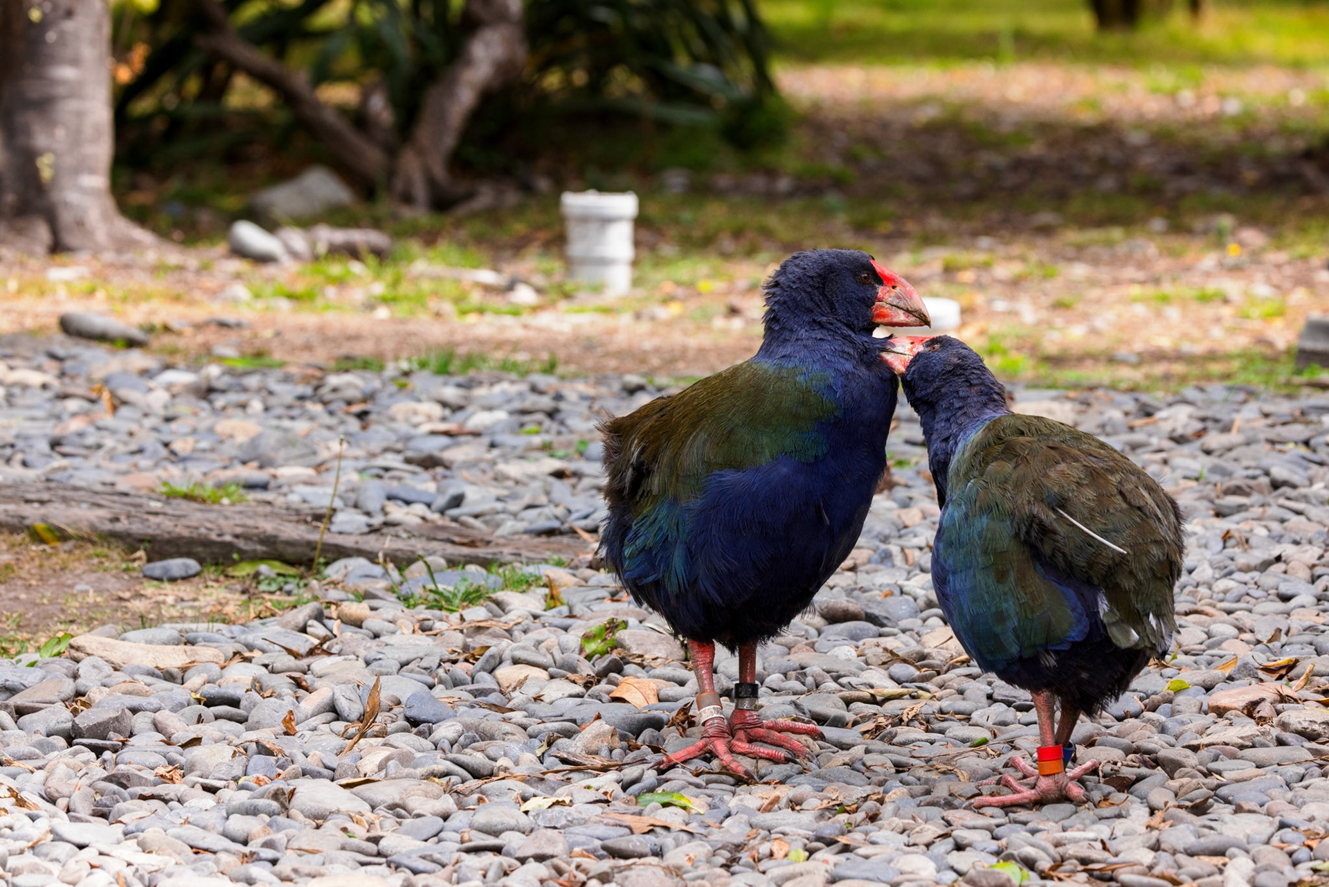 Takahe pair
