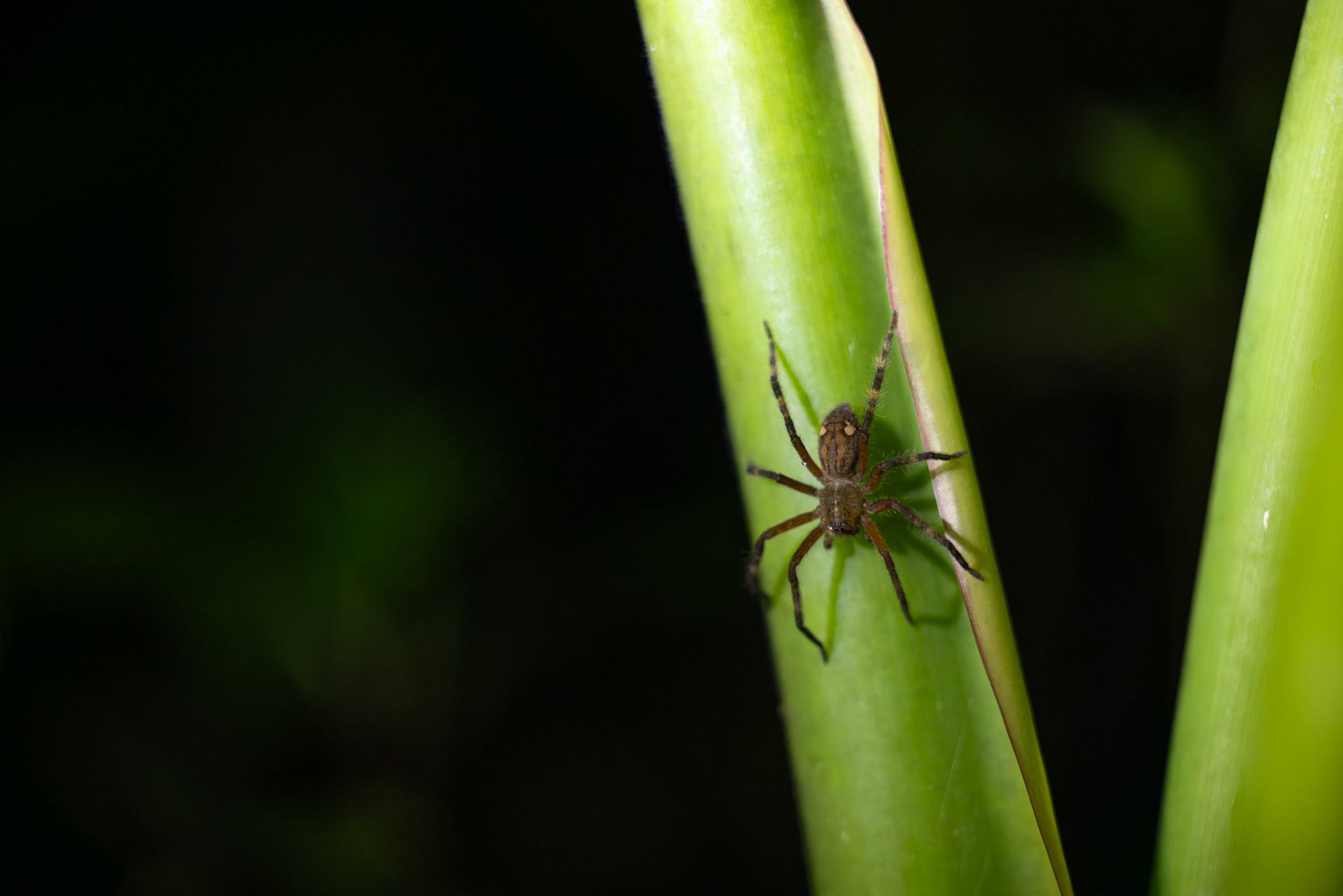 Baby Tarantula