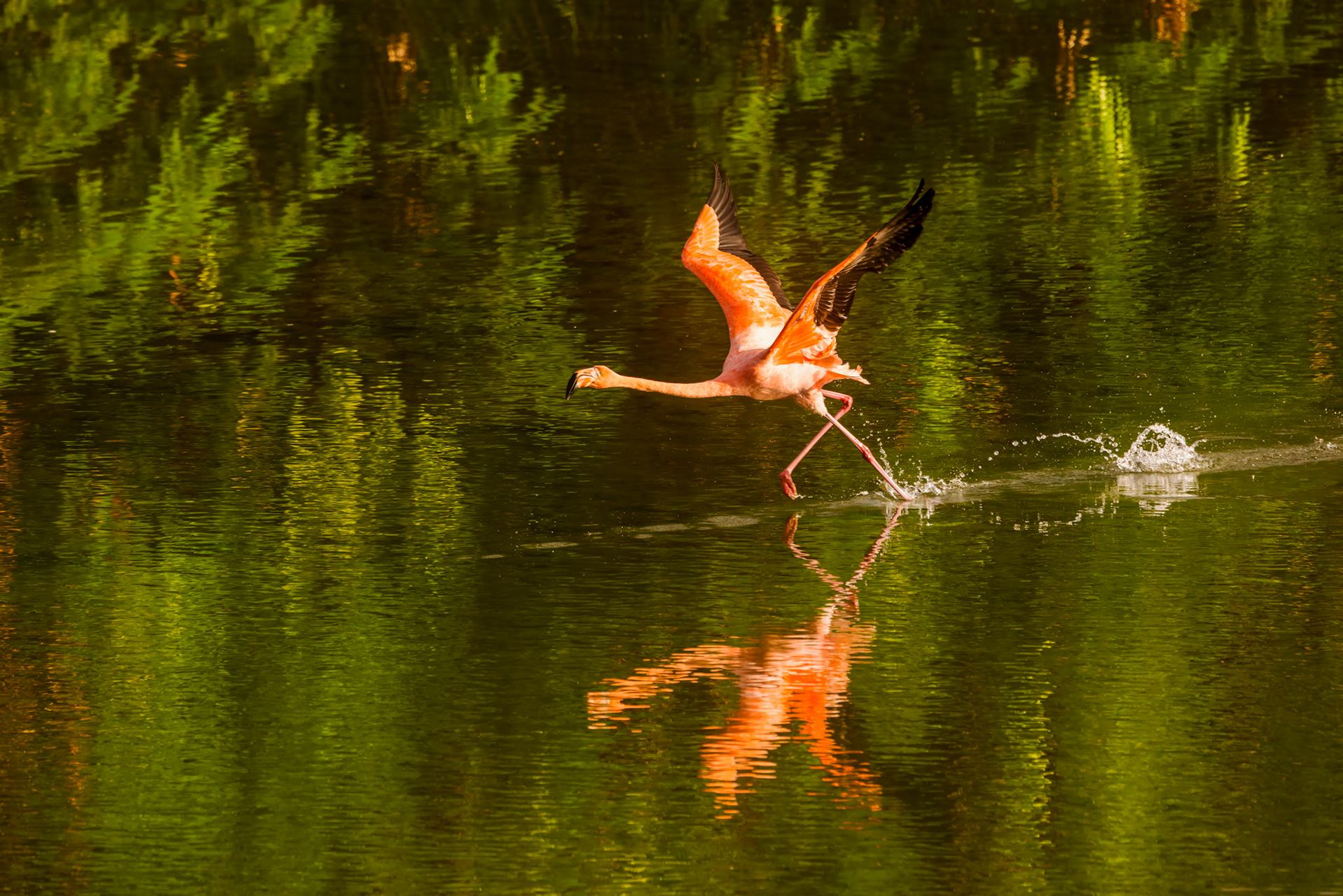 Flamingo
