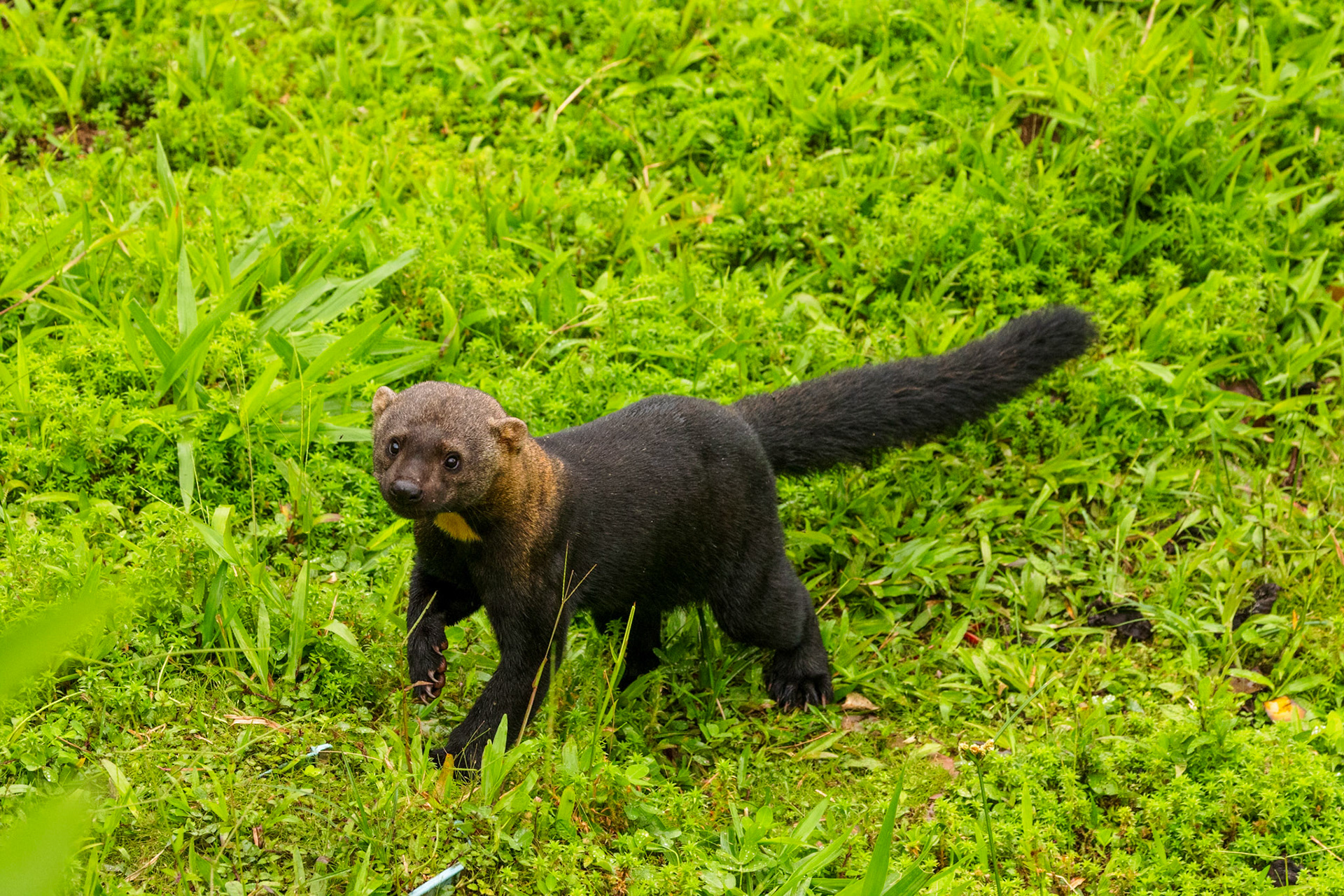 Tayra (a kind of weasel)