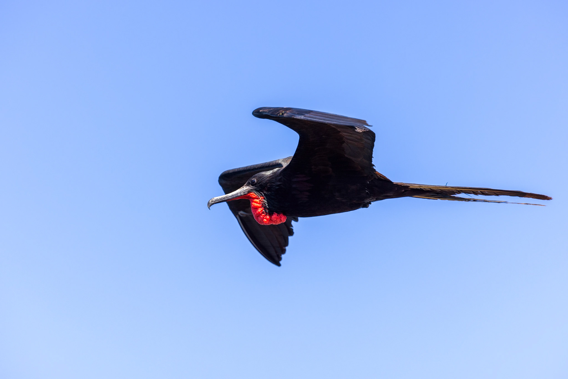 Frigatebird in flight