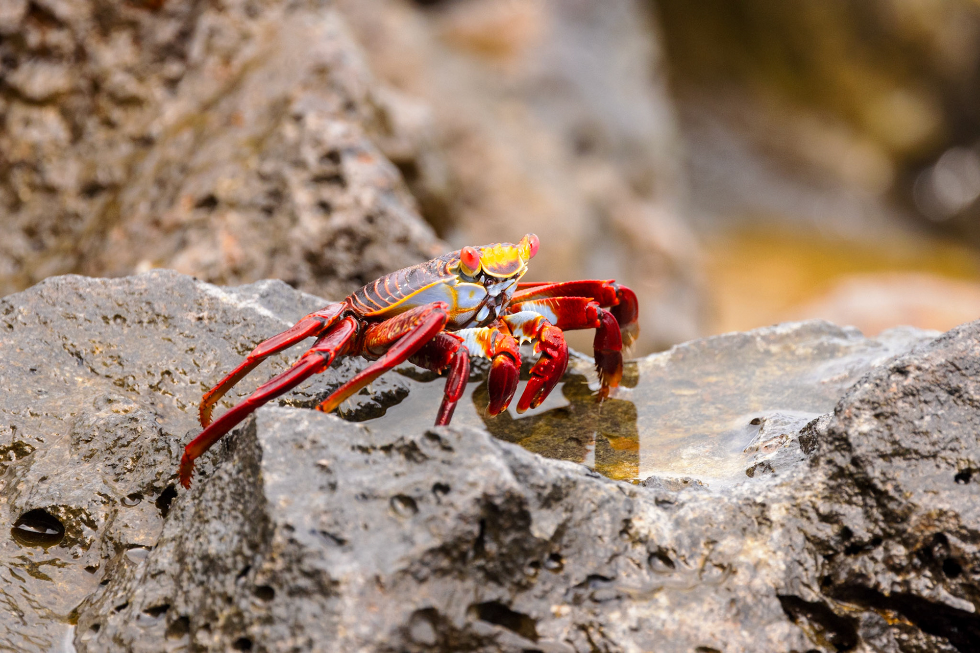 Sally Lightfoot Crab