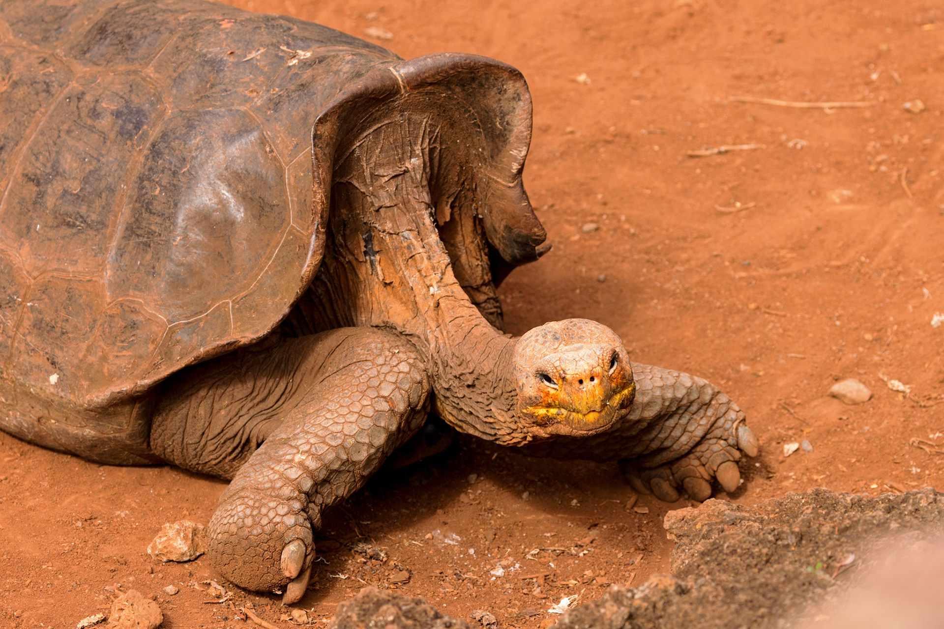 Saddleback Tortoise