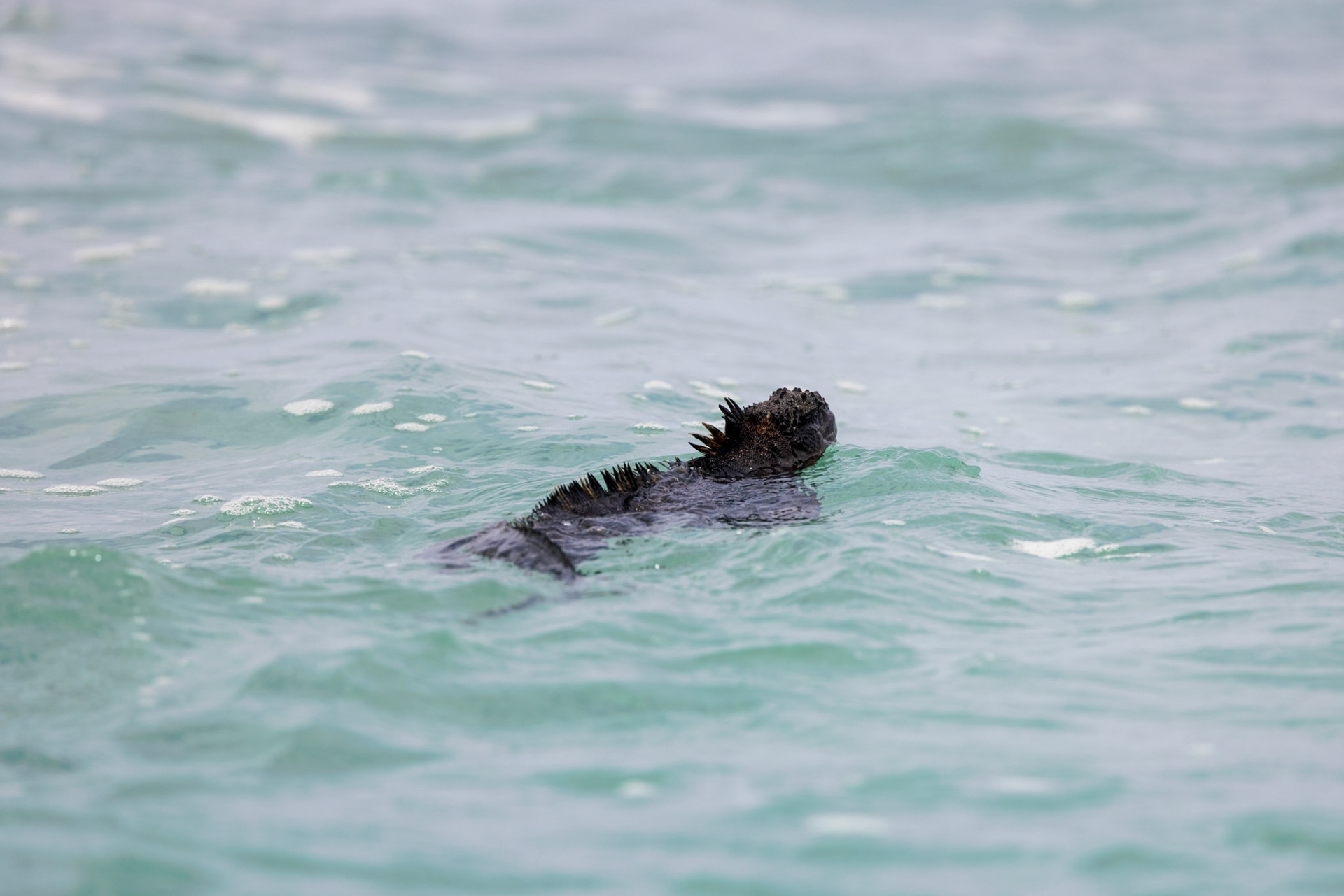 Marine Iguana