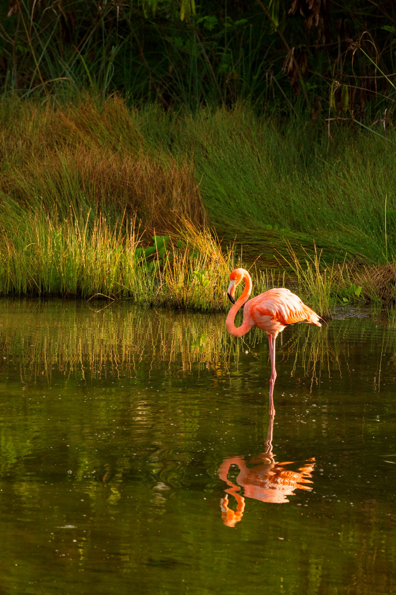 Flamingo
