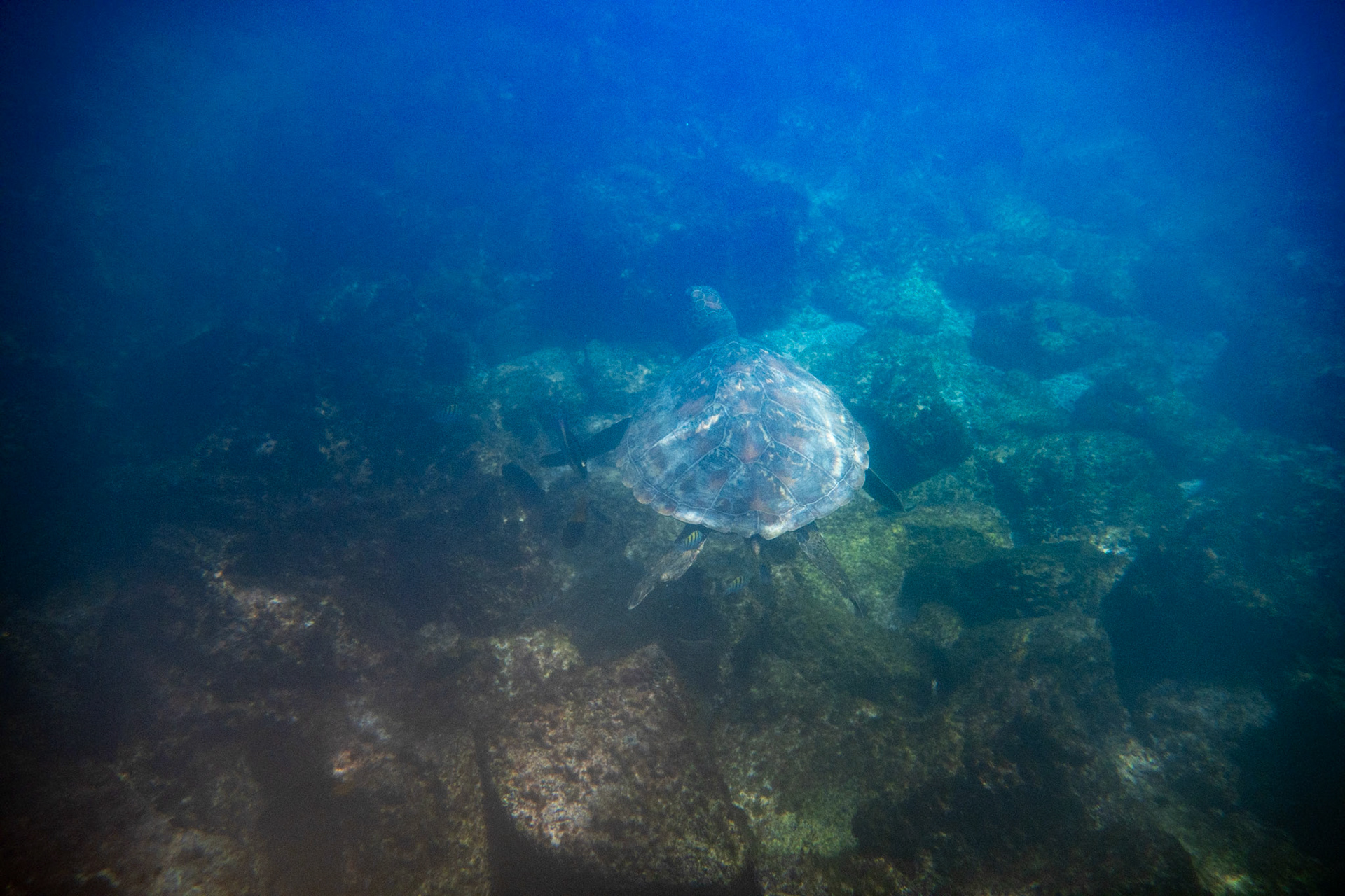 Green Sea Turtle