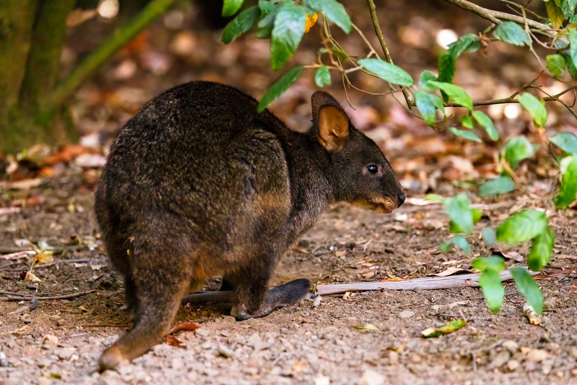 Pademelon