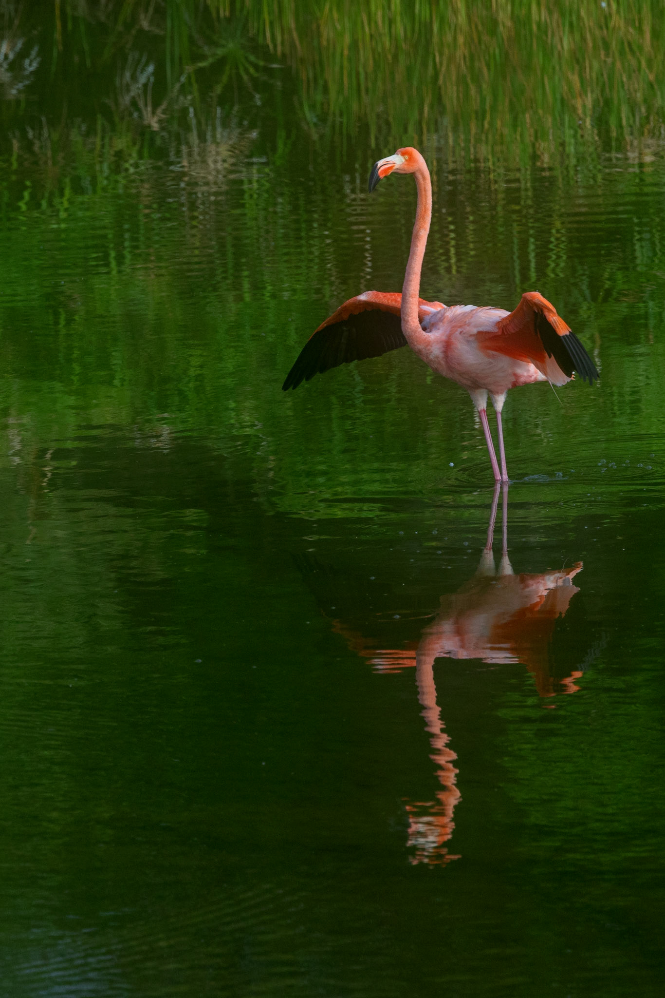 Flamingo